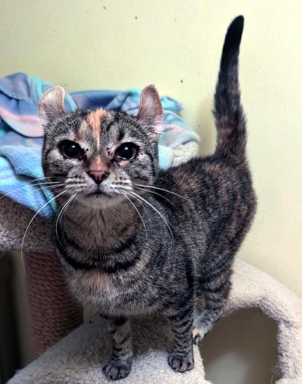 Curly Sue thumbnail 3