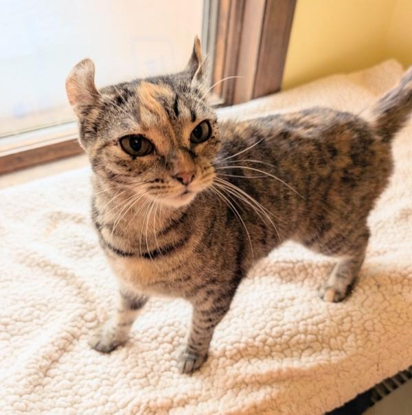 CURLY SUE, ADOPTABLE, Young Female American Curl & Highland Fold.