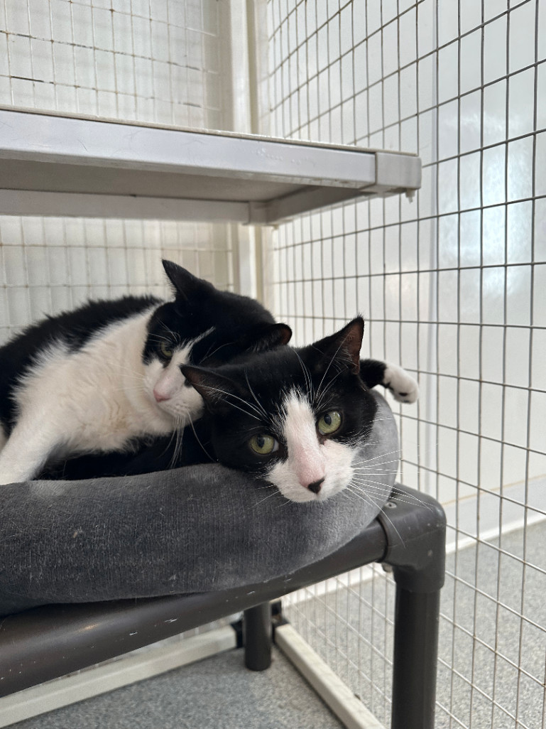 Rum & Raisin, Adoptable, Adult Female Domestic Short Hair.