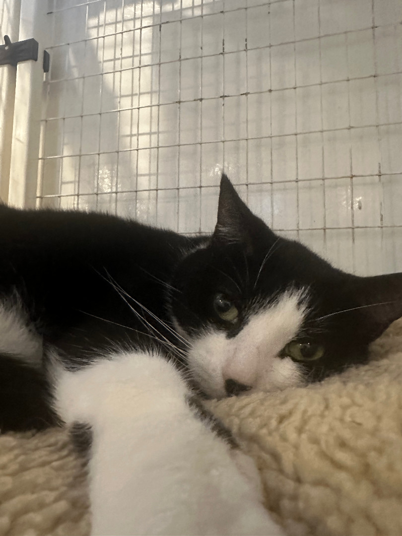 Enlarge Rum & Raisin, a Adoptable Domestic Short Hair in Clifton, NJ image 2/6