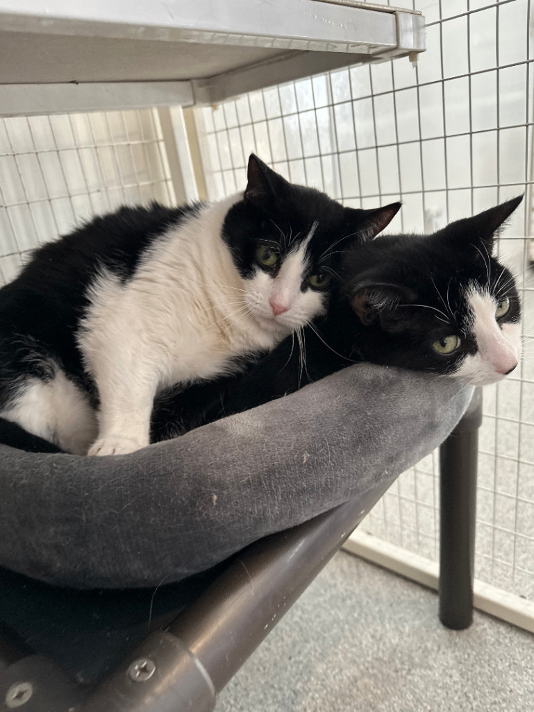 Enlarge Rum & Raisin, a Adoptable Domestic Short Hair in Clifton, NJ image 3/6