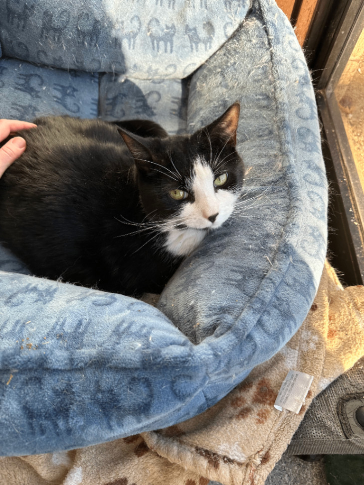 Enlarge Rum & Raisin, a Adoptable Domestic Short Hair in Clifton, NJ image 4/6