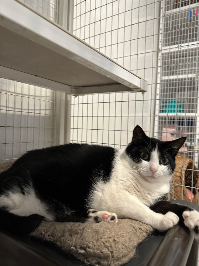 Enlarge Rum & Raisin, a Adoptable Domestic Short Hair in Clifton, NJ image 5/6