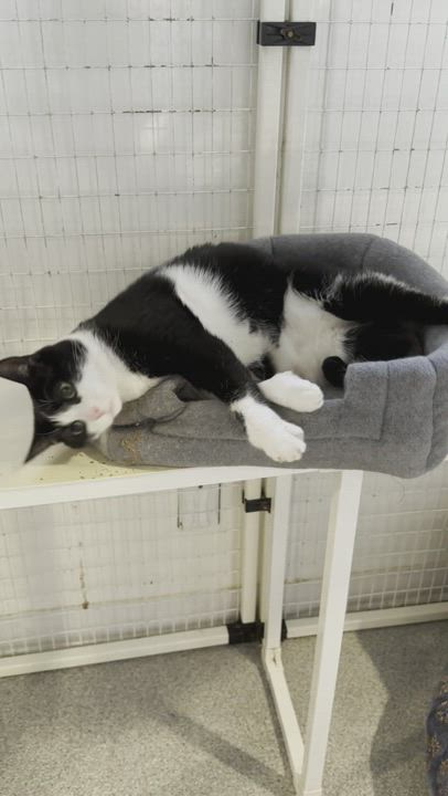 Enlarge Rum & Raisin, a Adoptable Domestic Short Hair in Clifton, NJ video 6/6