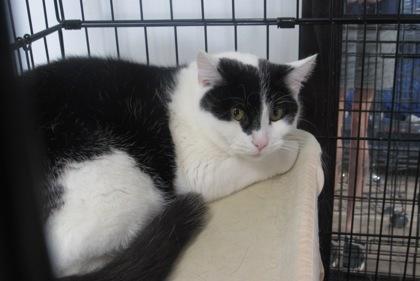 Enlarge Malachi, a Adoptable mixed breed in West Memphis, AR image 1/3