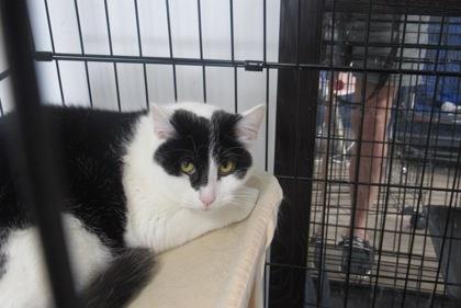 Enlarge Malachi, a Adoptable mixed breed in West Memphis, AR image 2/3