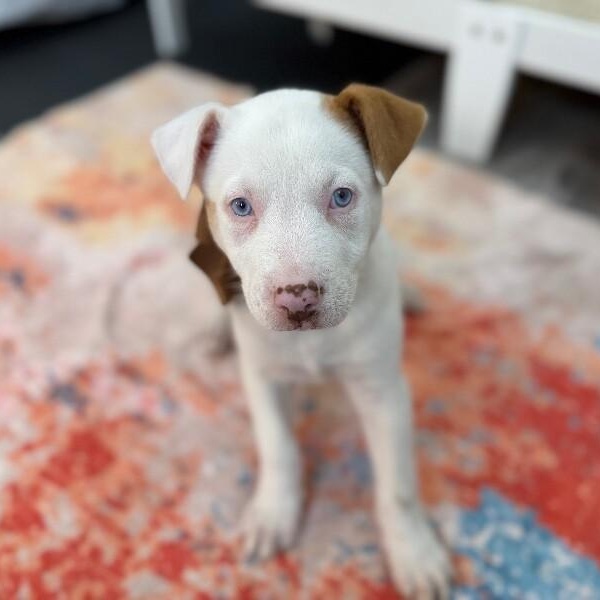 Snow White — thumbnail 3