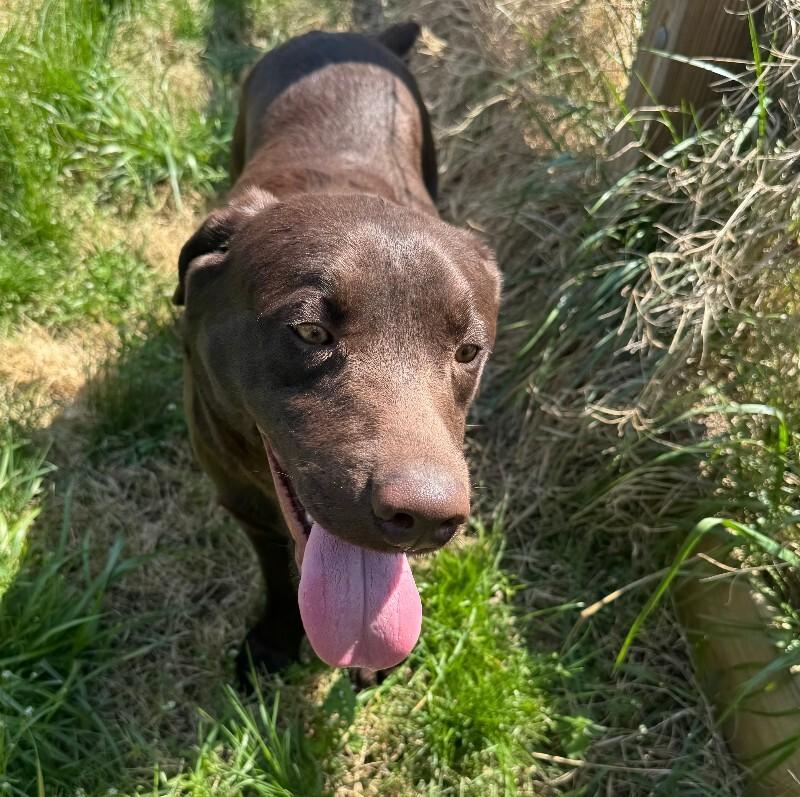 Mocha, Adoptable, Young Male Chocolate Labrador Retriever.