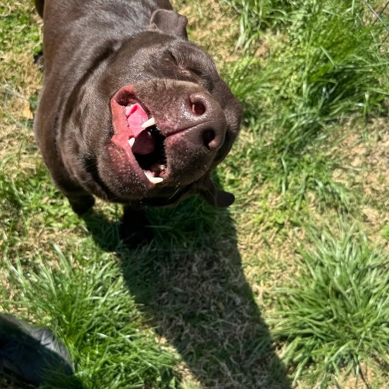 Enlarge Mocha, a Adoptable Chocolate Labrador Retriever in Partlow, VA image 2/2