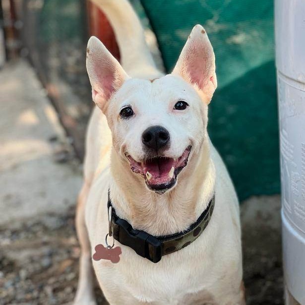 Princessa, Adoptable, Adult Female Mixed Breed.