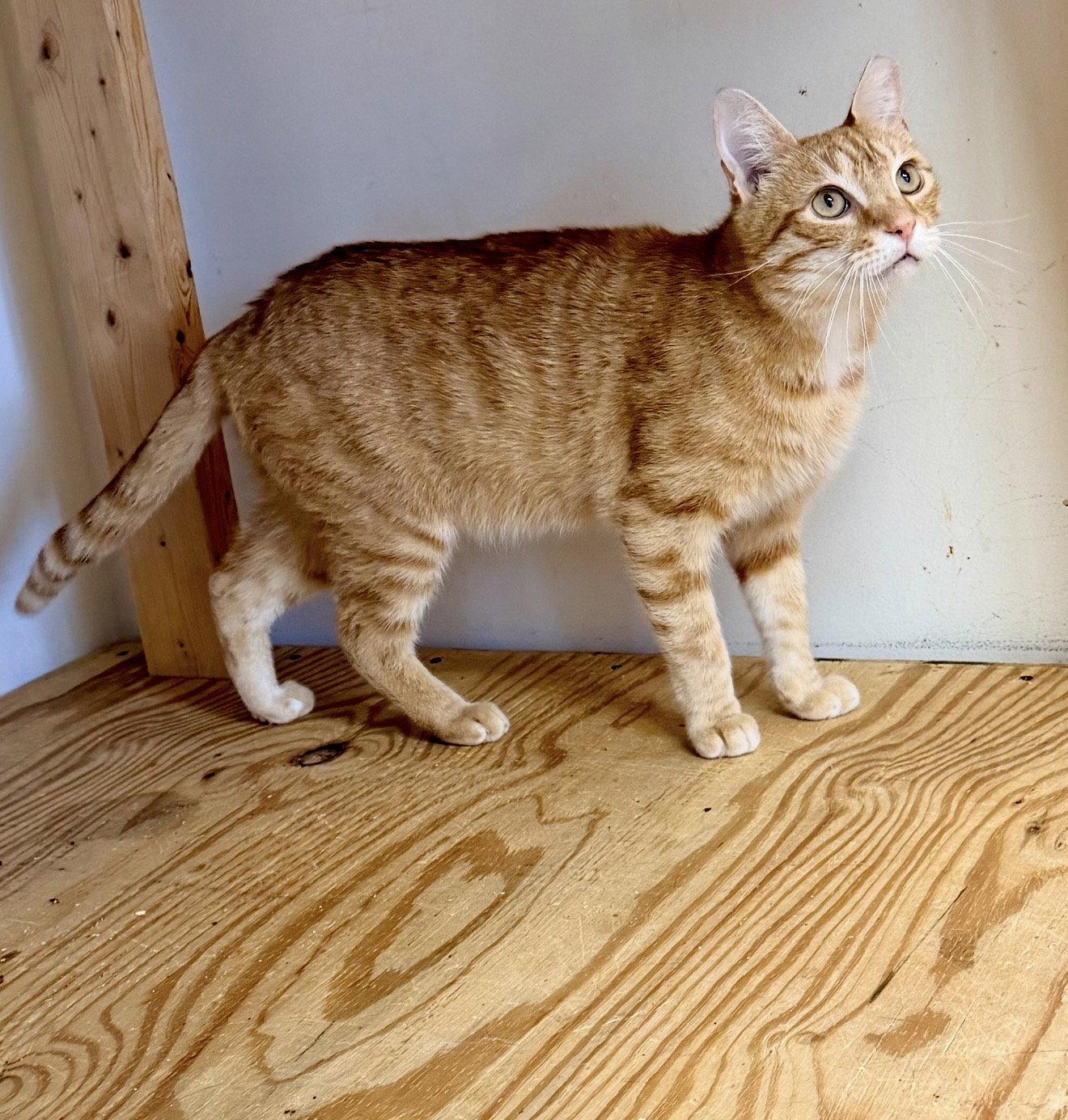 Dusty (FCID# 04/22/2026 - 108) Jenkintown PS, Adopted, Young Male Domestic Short Hair & Tabby.