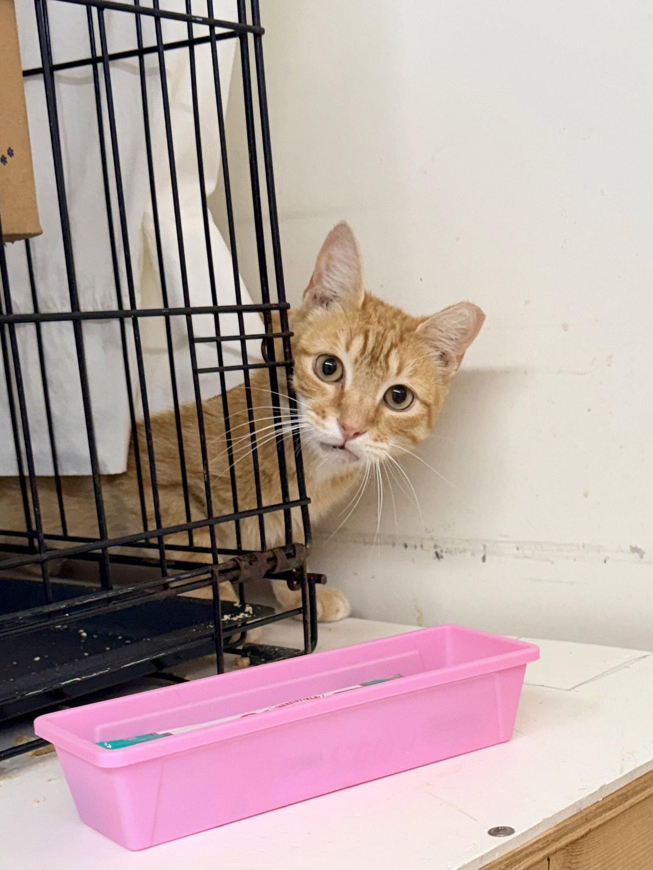 Dusty (FCID# 04/22/2026 - 108) Jenkintown PS, a Adopted mixed breed in Greenville, DE image 2/3