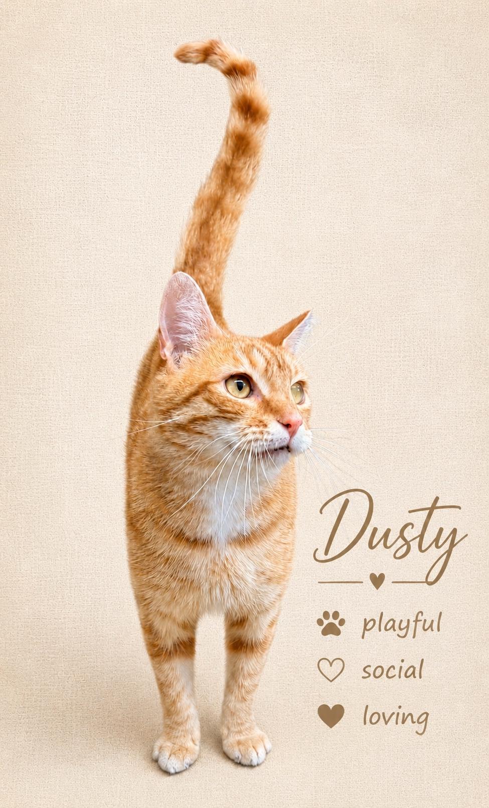 Dusty (FCID# 04/22/2026 - 108) Jenkintown PS, a Adopted mixed breed in Greenville, DE image 3/3