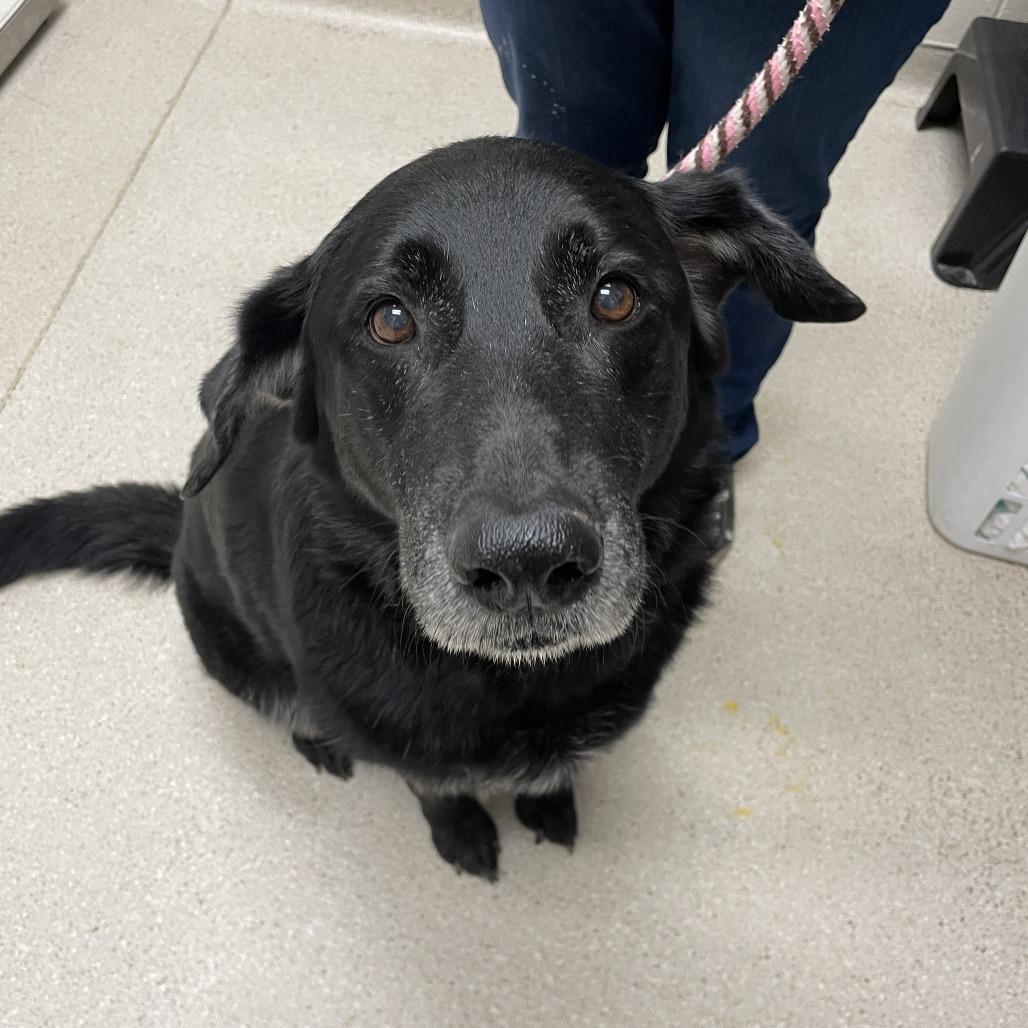Enlarge Bandit, a Adoptable Mixed Breed in Murray, UT image 2/3