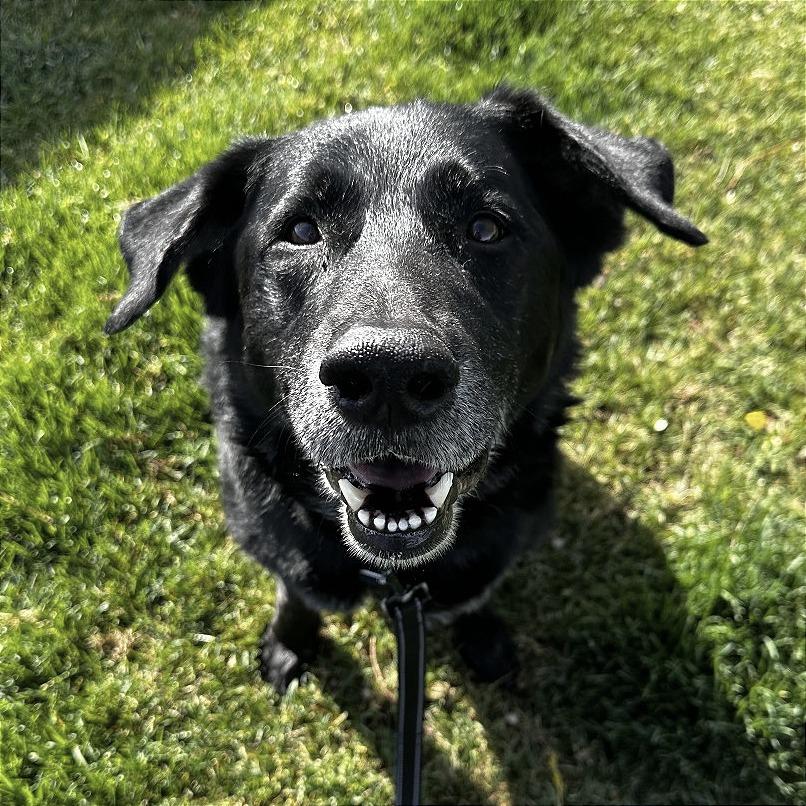 Enlarge Bandit, a Adoptable Mixed Breed in Murray, UT image 3/3
