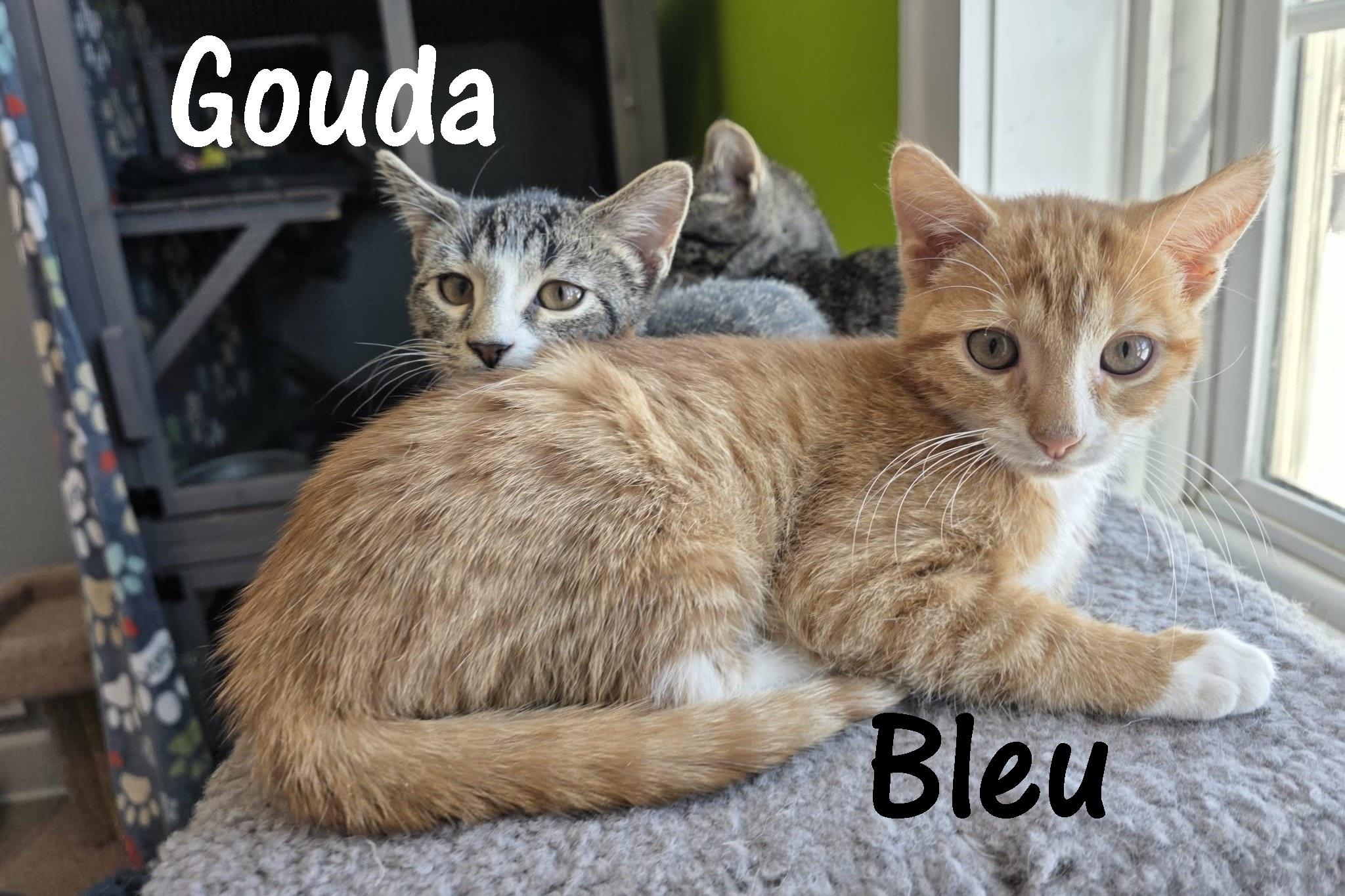 Enlarge Gouda, a ADOPTABLE Domestic Short Hair in Elizabeth, IL image 2/3