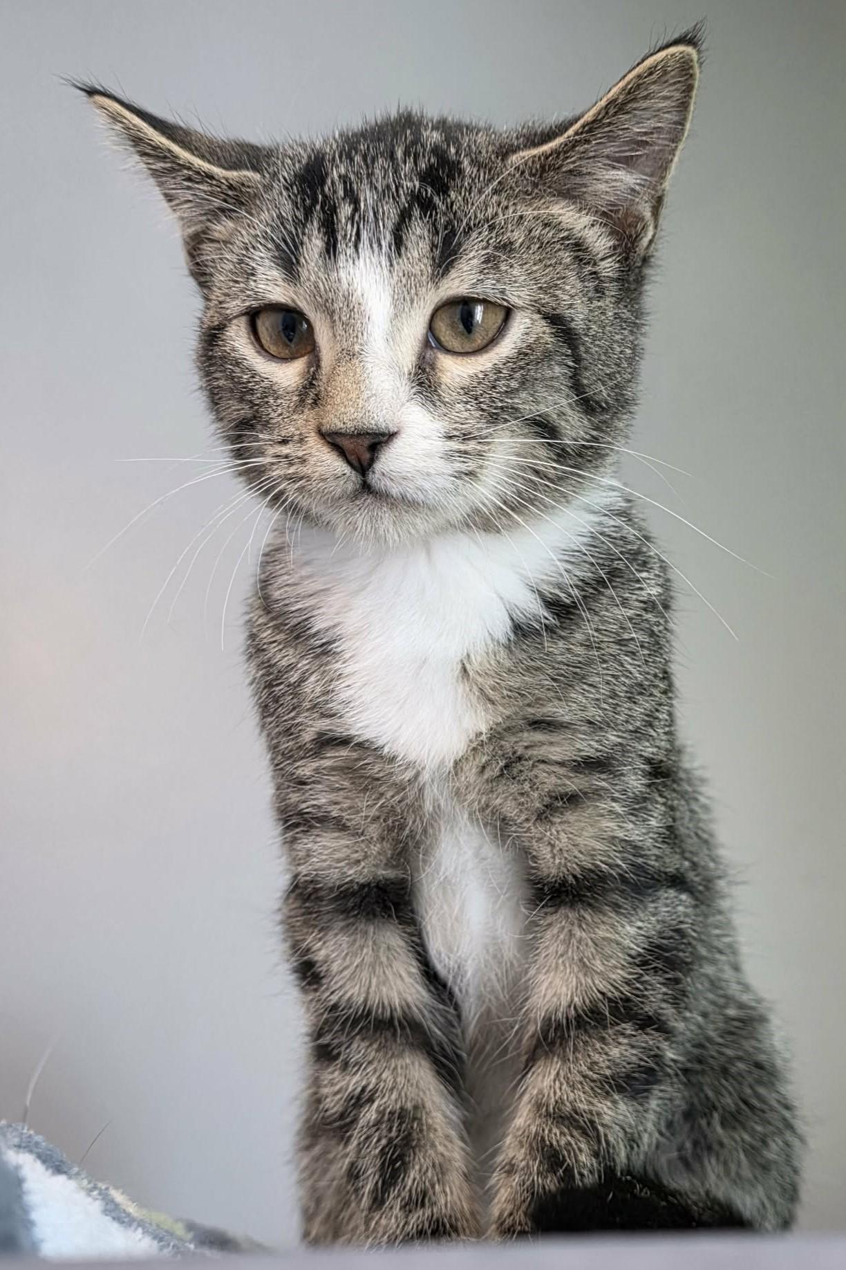 Gouda, ADOPTABLE, Kitten Female Domestic Short Hair.