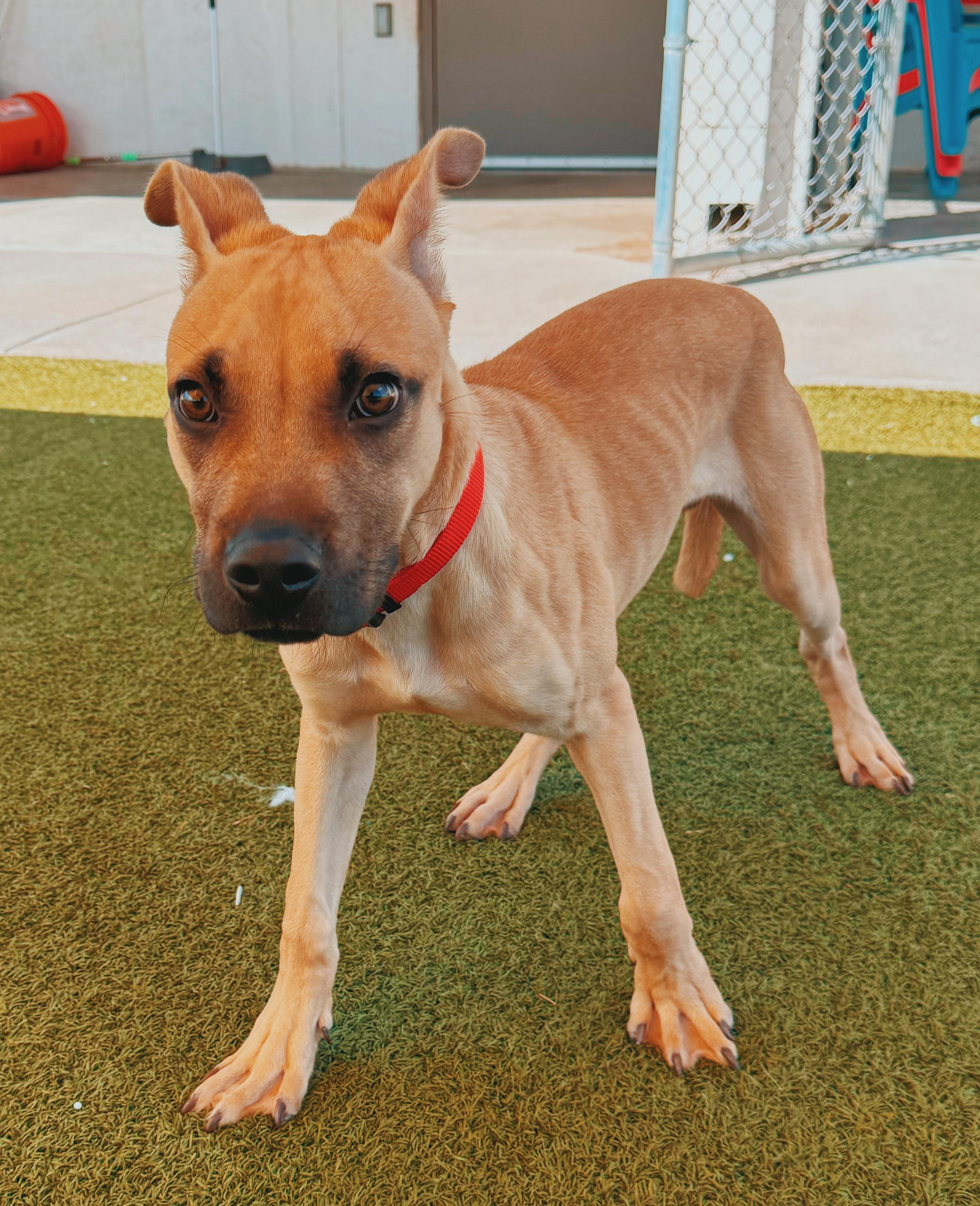 Enlarge Ed, a ADOPTABLE mixed breed in Hays, KS image 5/6
