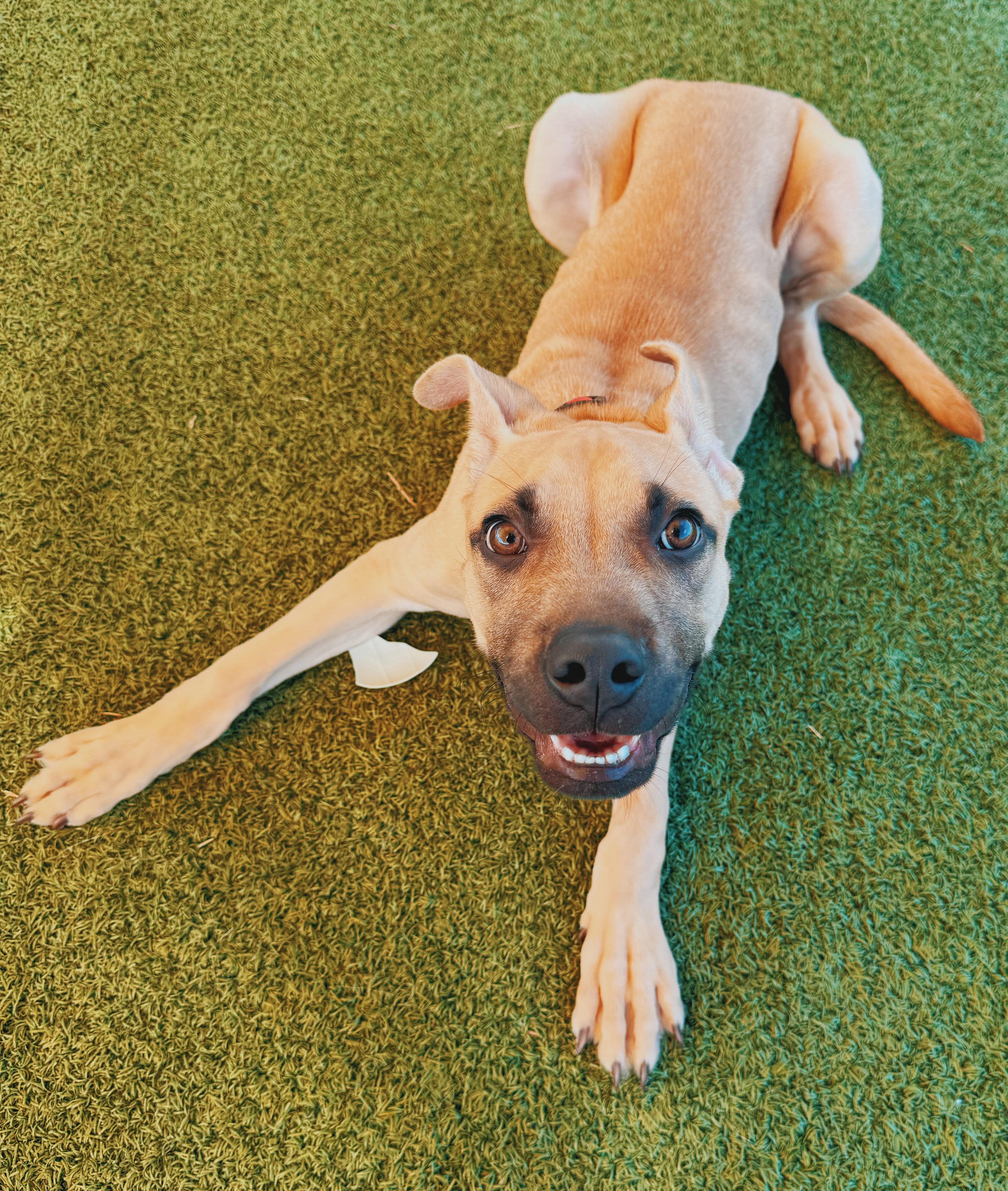 Enlarge Ed, a ADOPTABLE mixed breed in Hays, KS image 4/6