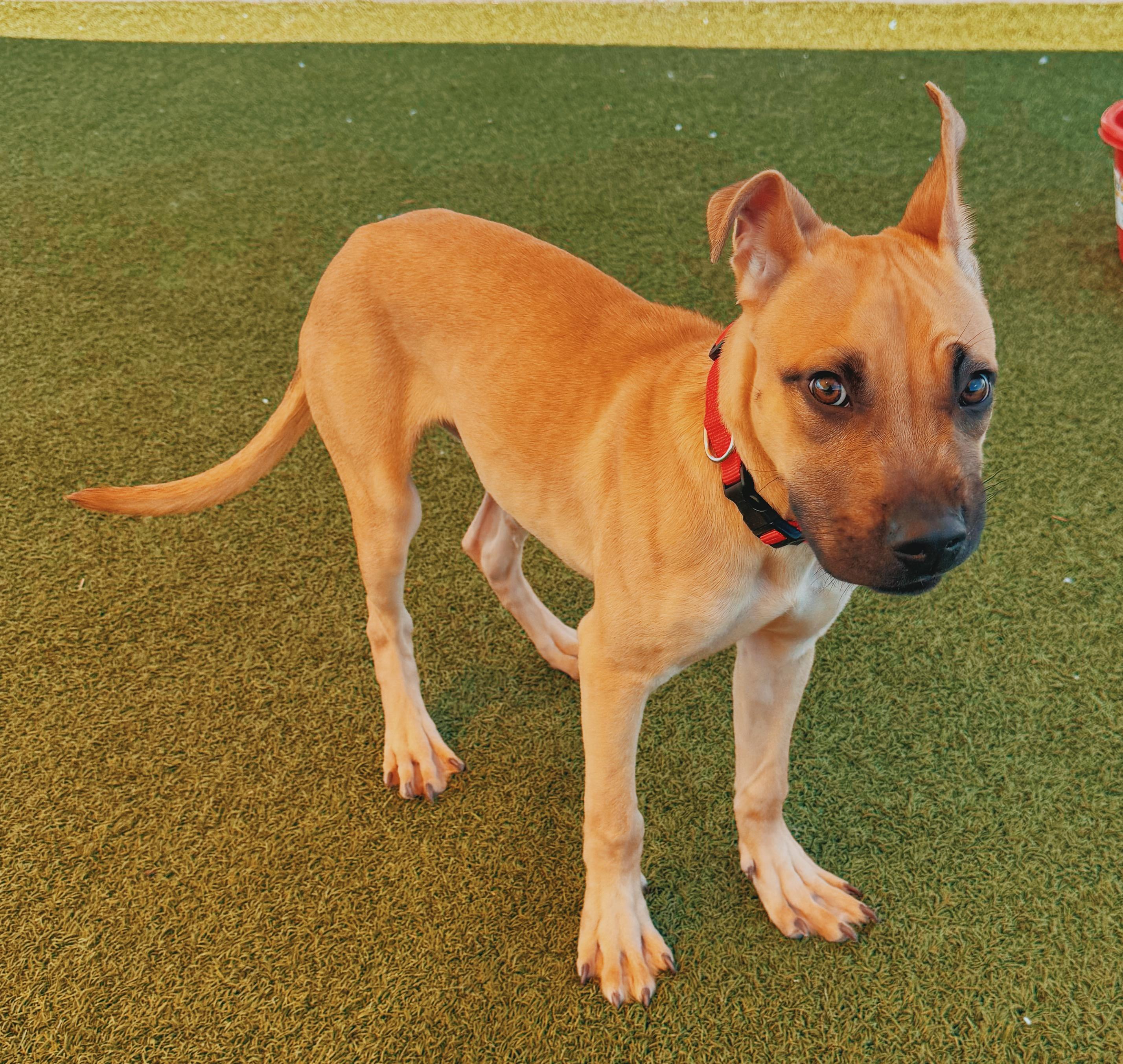 Enlarge Ed, a ADOPTABLE mixed breed in Hays, KS image 2/6