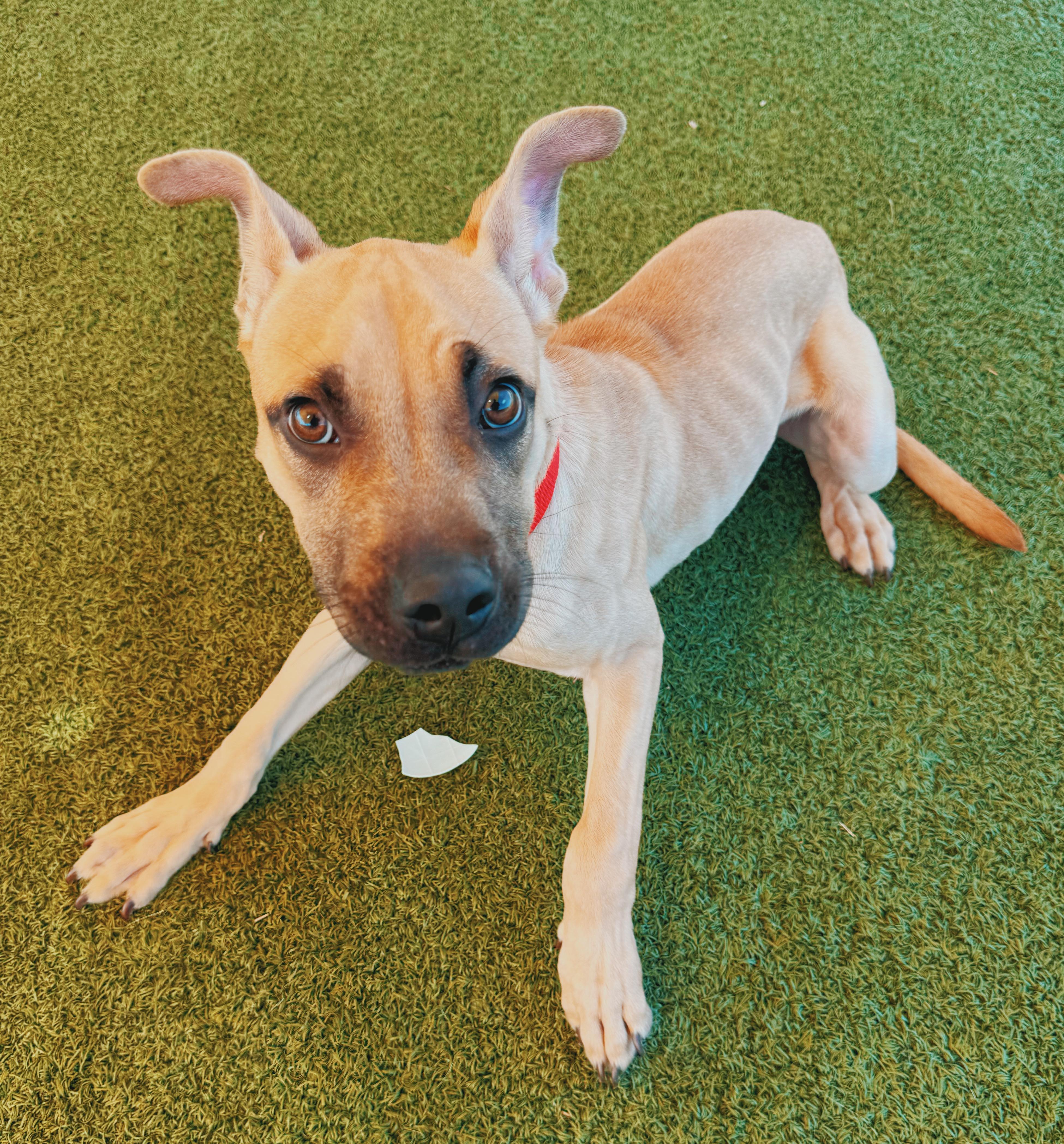 Enlarge Ed, a ADOPTABLE mixed breed in Hays, KS image 3/6