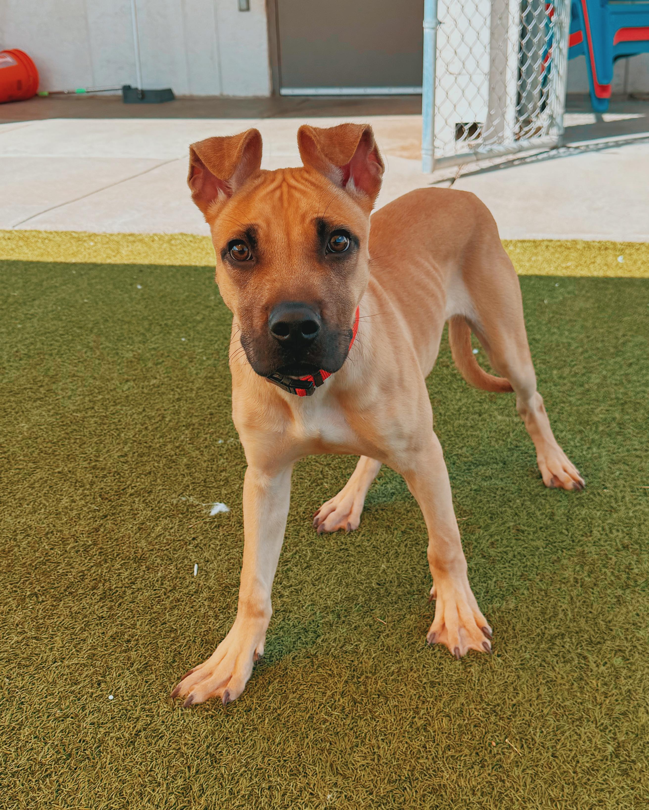 Enlarge Ed, a ADOPTABLE mixed breed in Hays, KS image 1/6