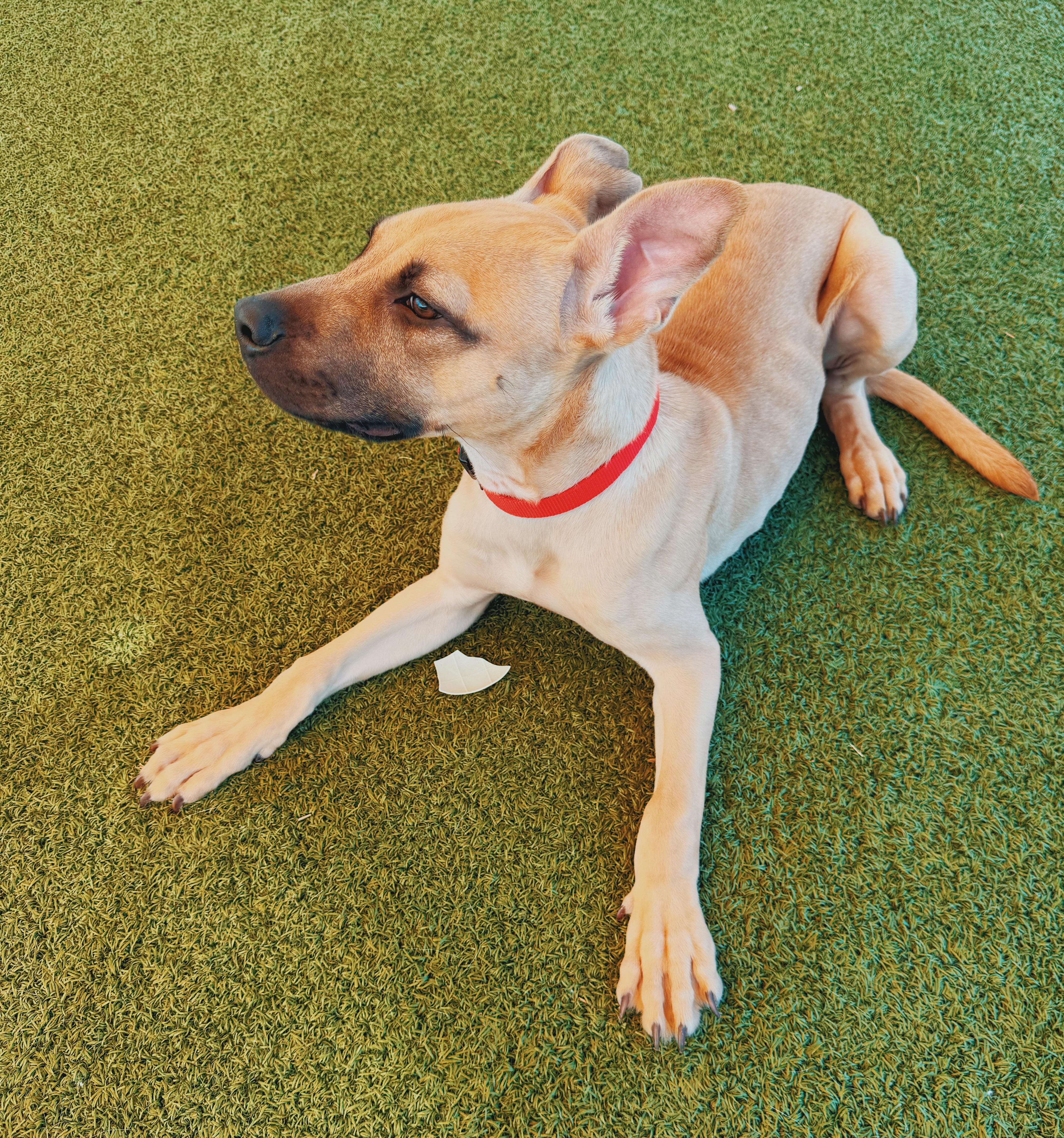 Enlarge Ed, a ADOPTABLE mixed breed in Hays, KS image 6/6