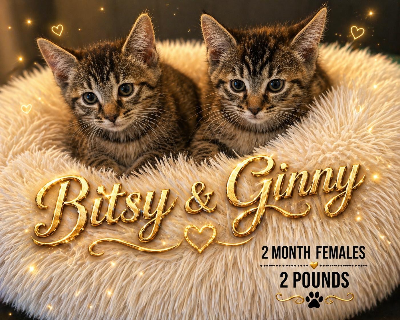 Enlarge BITSY & GINNY – 2 MONTH FEMALE GRAY TABBYS , a ADOPTABLE Tabby in Mesa, AZ image 1/1