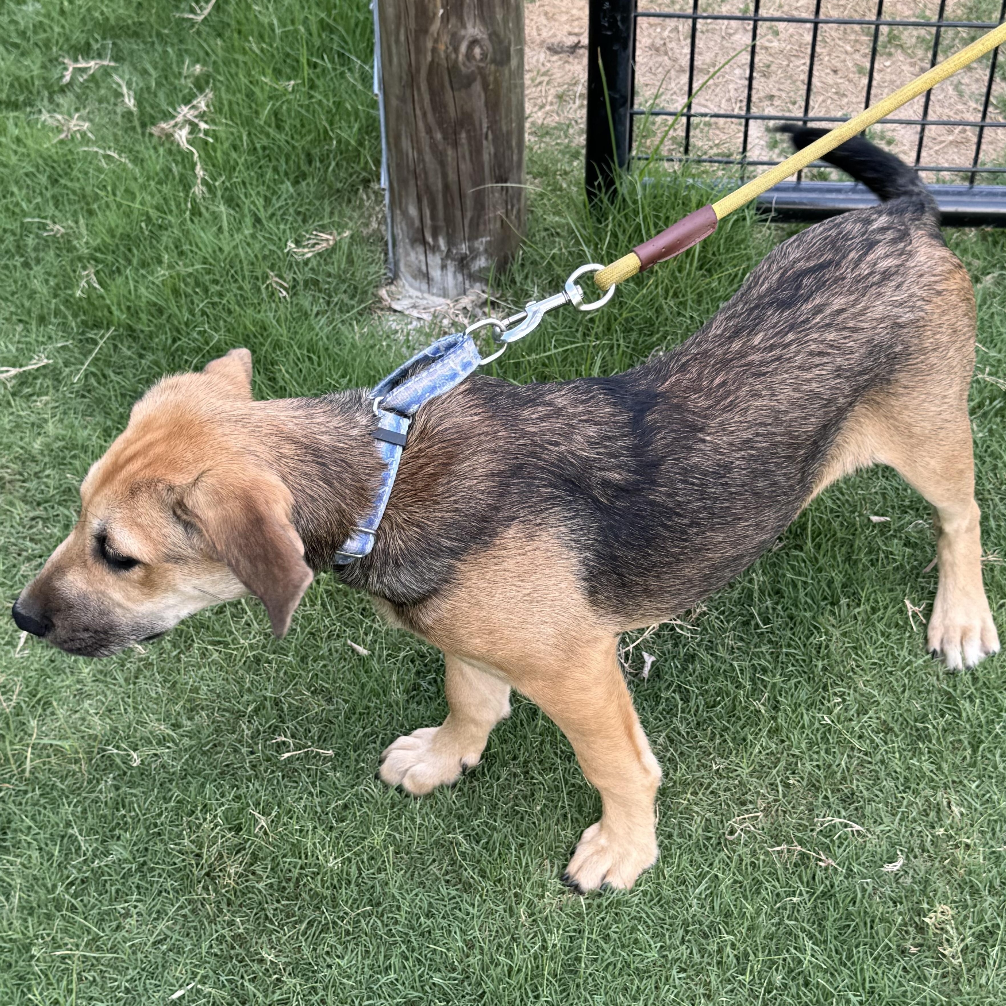 PUPPY BOY 4, an adopted mixed breed in Weatherford, TX image 2/6