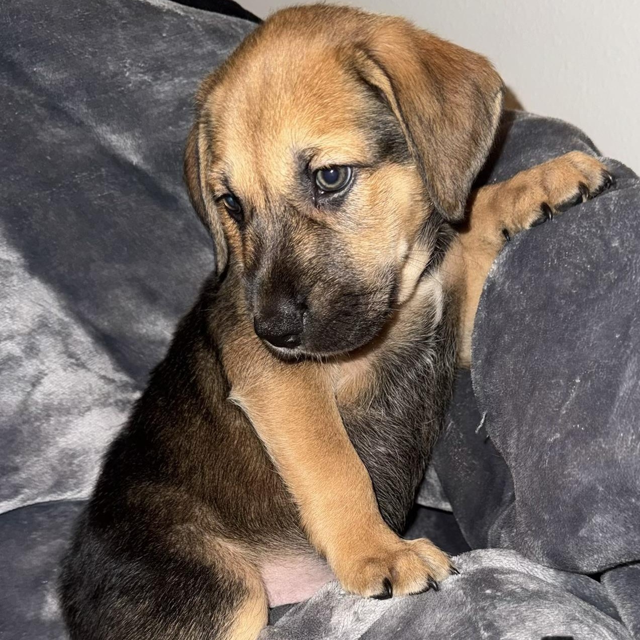 PUPPY BOY 4, an adopted mixed breed in Weatherford, TX image 3/6