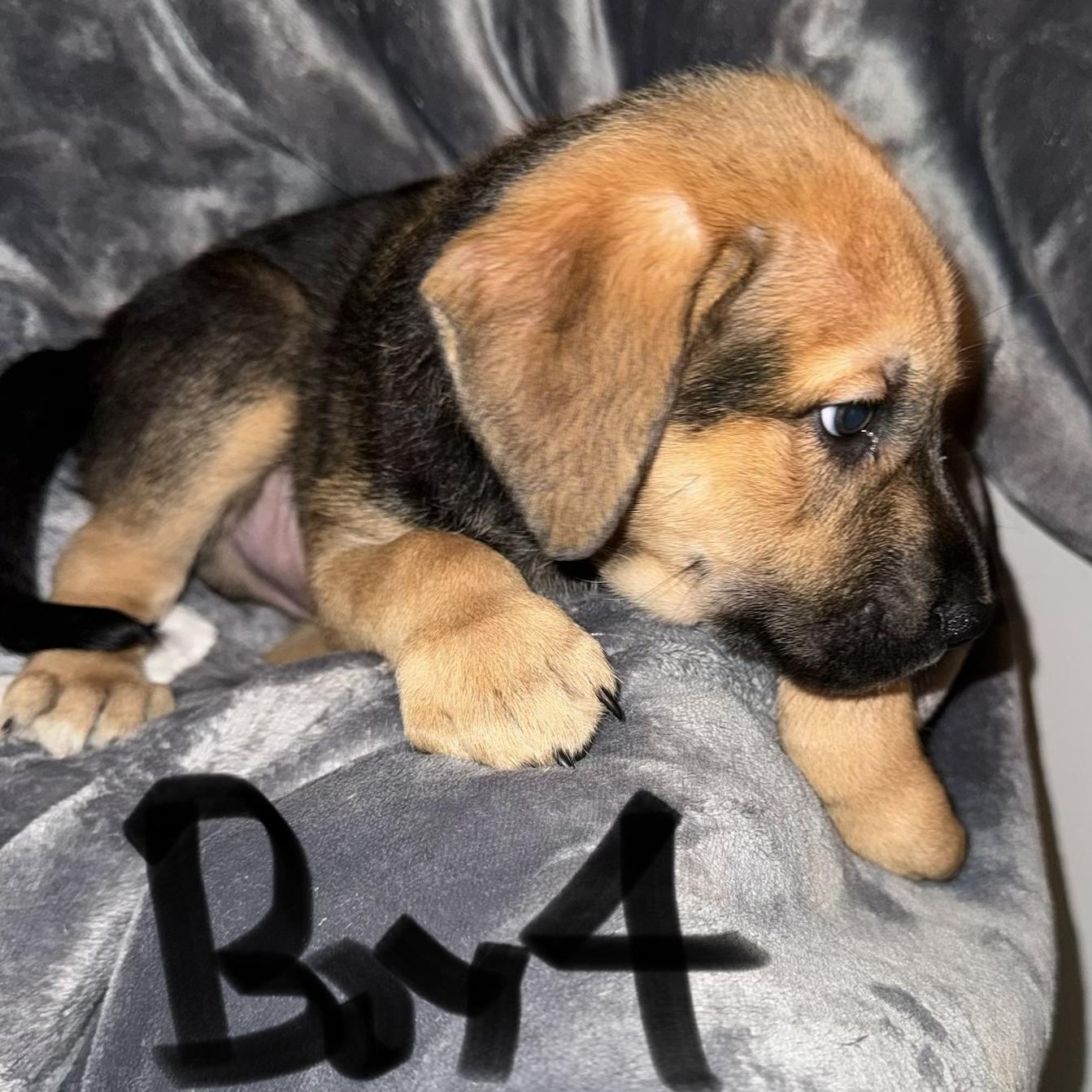 PUPPY BOY 4, an adopted mixed breed in Weatherford, TX image 4/6