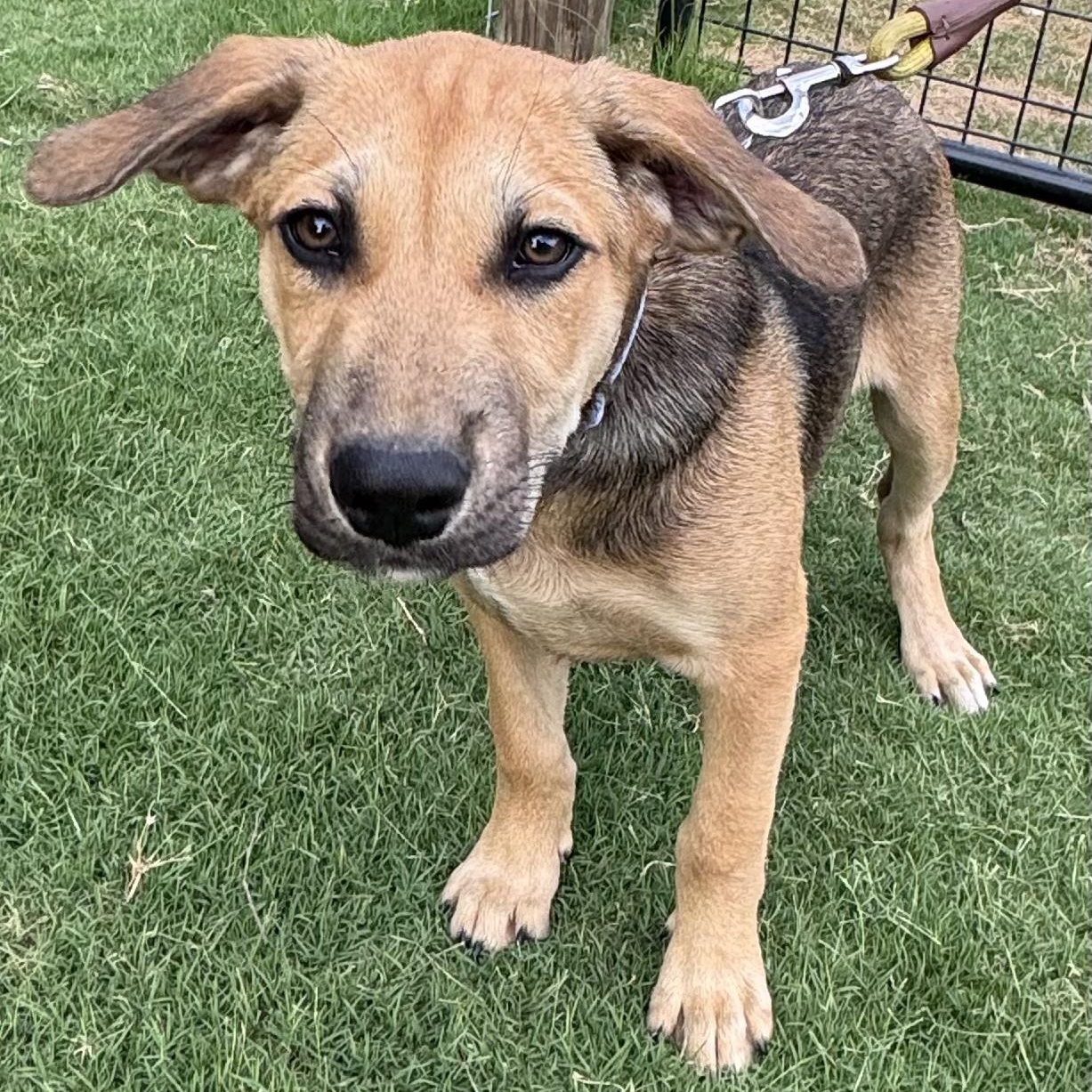 PUPPY BOY 4, adopted, Puppy Male Pit Bull Terrier & Australian Cattle Dog / Blue Heeler.