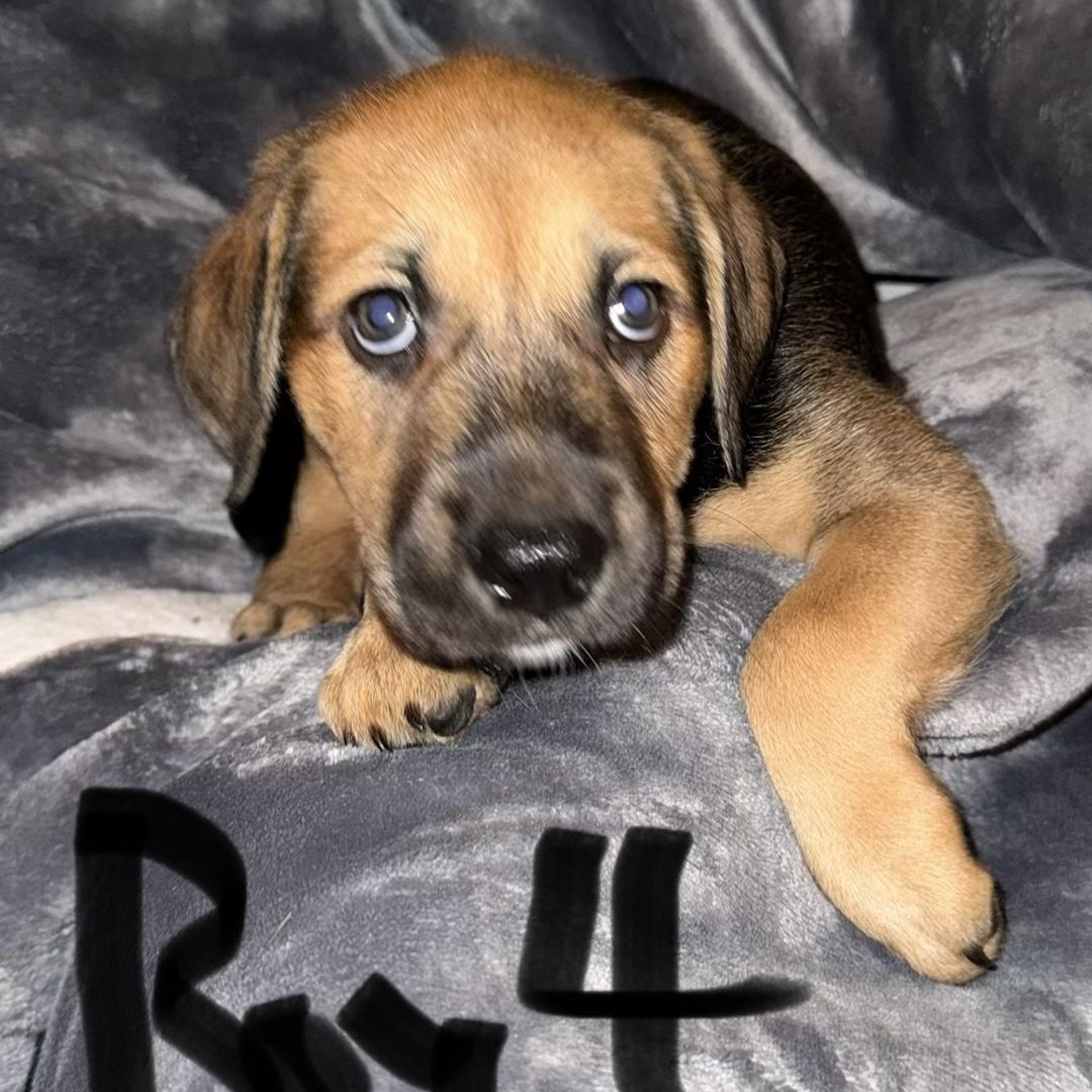 PUPPY BOY 4, an adopted mixed breed in Weatherford, TX image 5/6