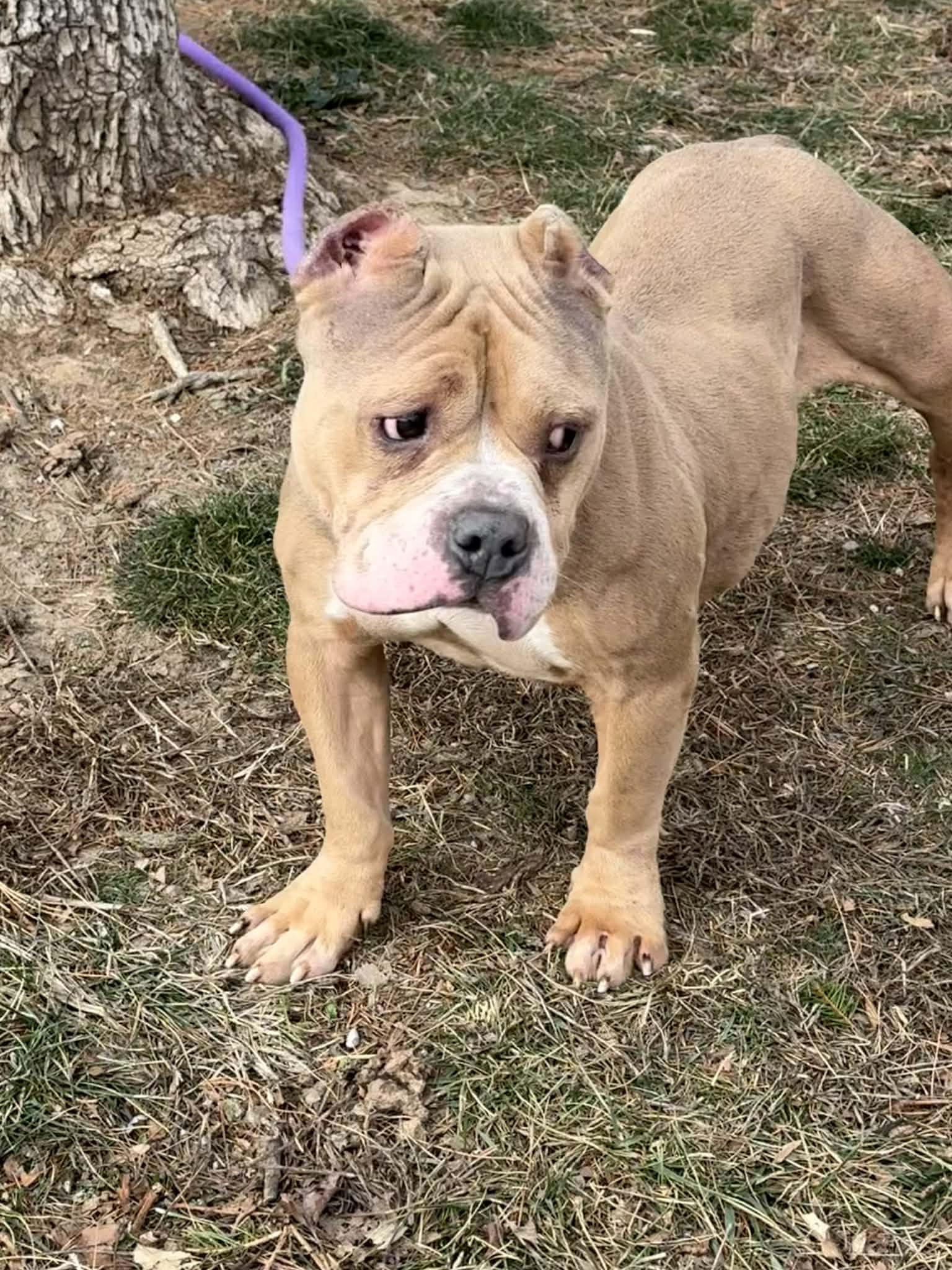 Enlarge Stevie , an adopted mixed breed in Springfield, IL image 2/3