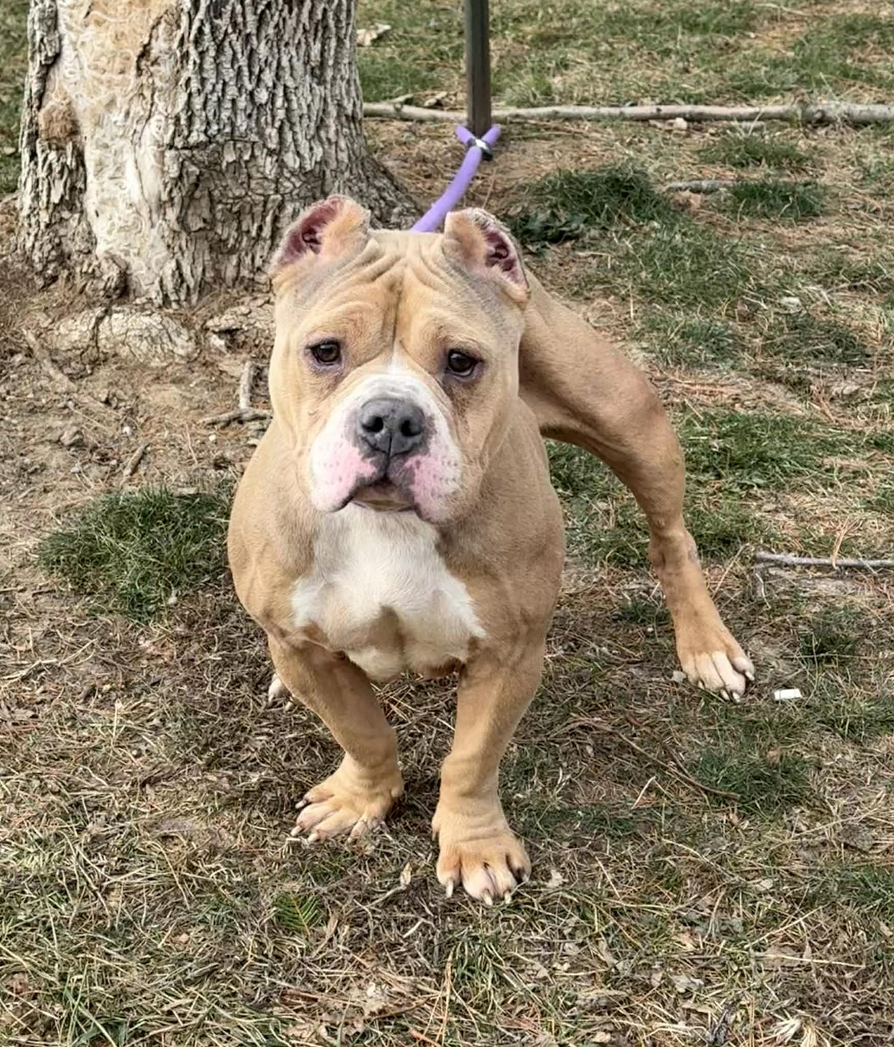 Enlarge Stevie , an adopted mixed breed in Springfield, IL image 1/3