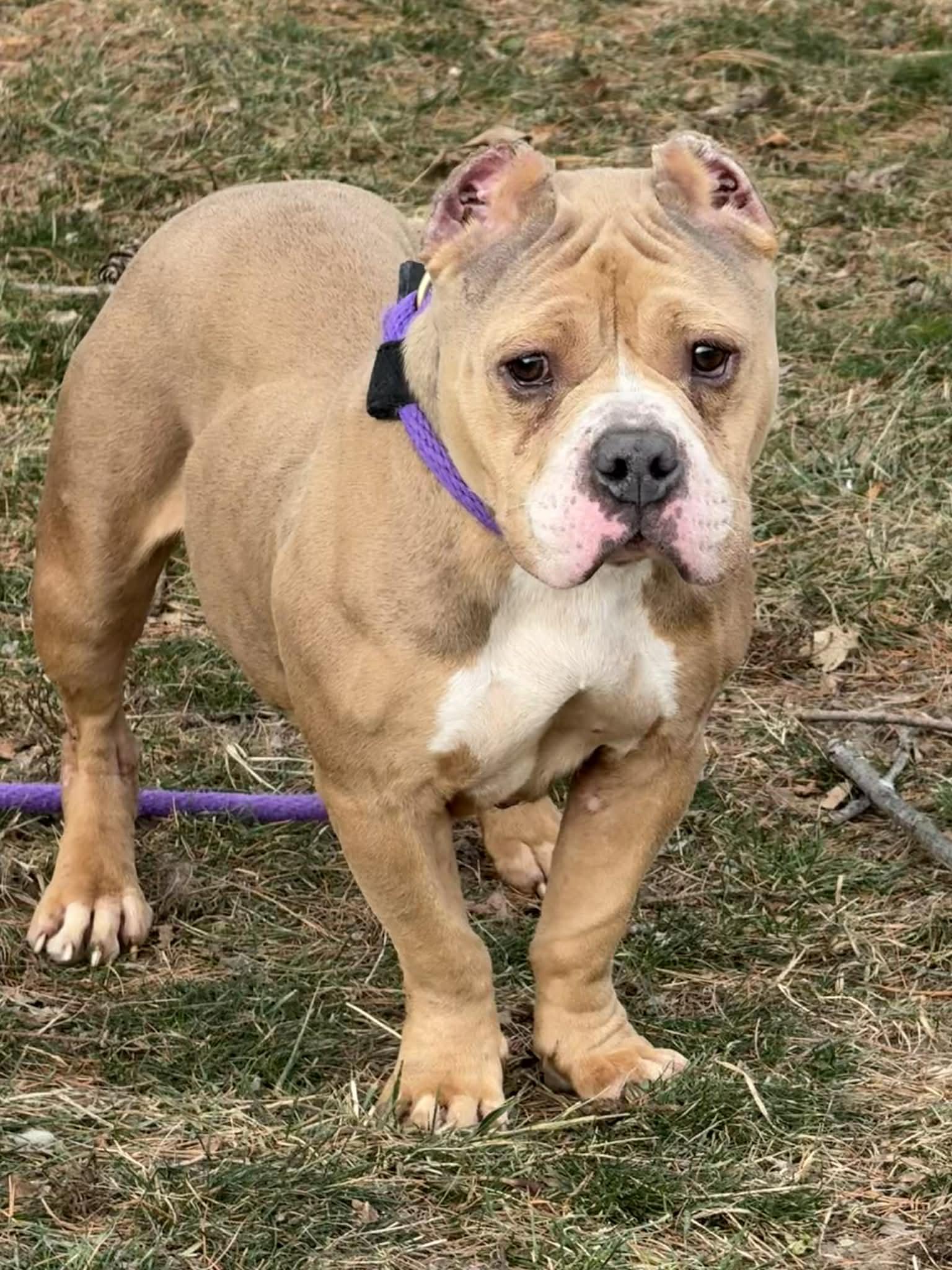 Enlarge Stevie , an adopted mixed breed in Springfield, IL image 3/3