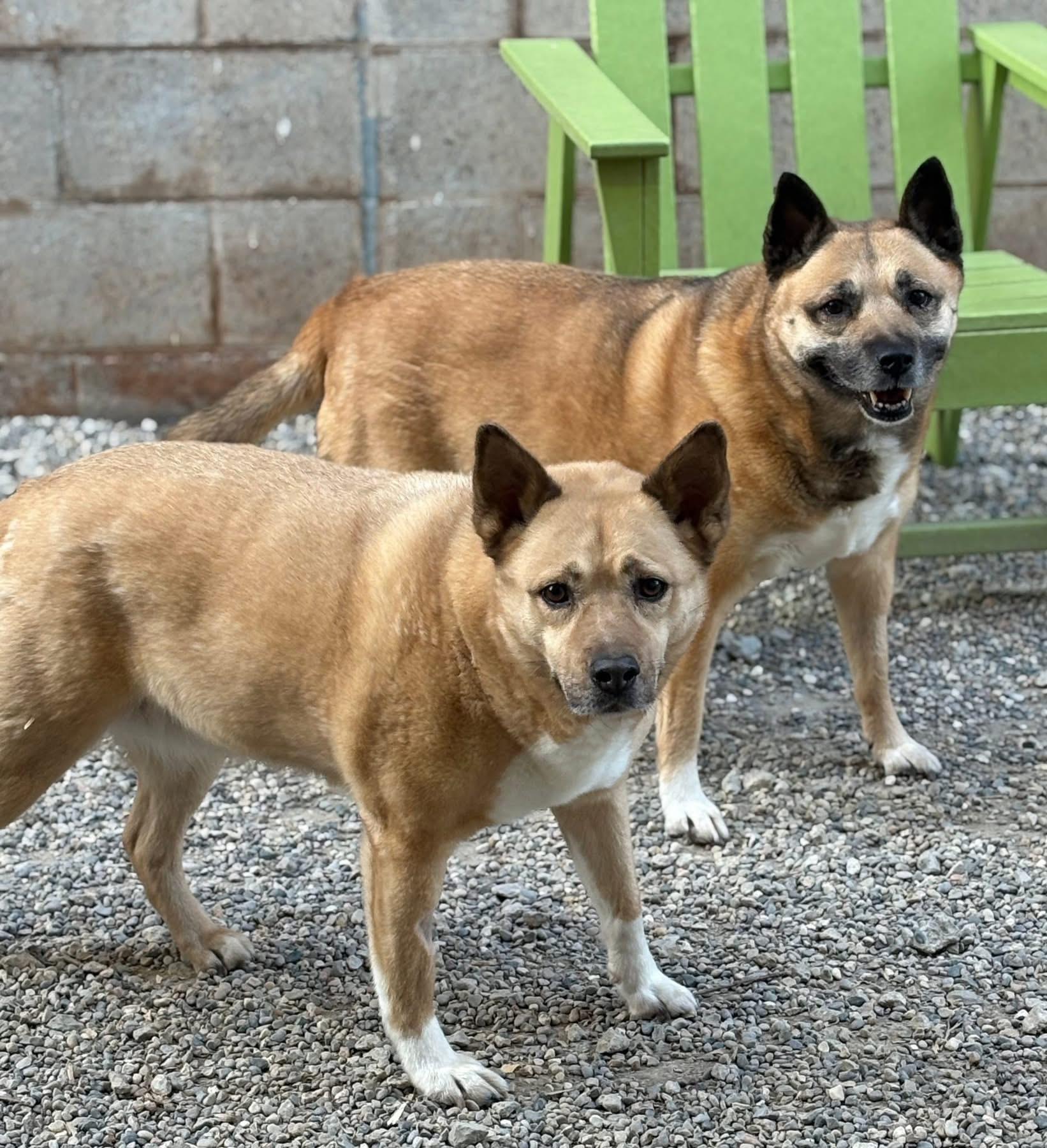 Enlarge Caroline, a ADOPTABLE mixed breed in Oak Park, MI image 3/3