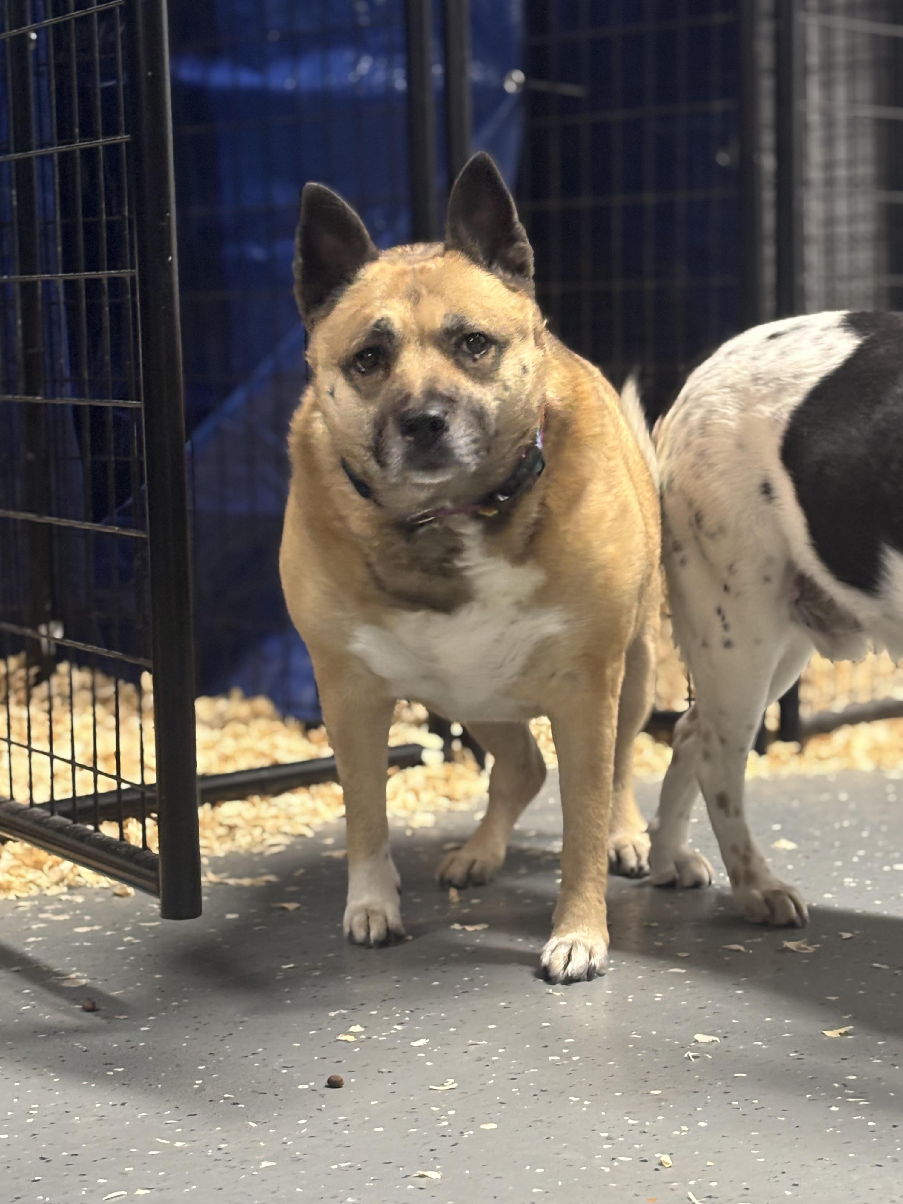 Enlarge Caroline, a ADOPTABLE mixed breed in Oak Park, MI image 1/1