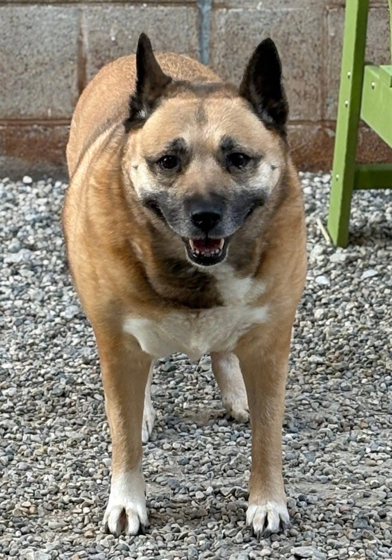 Enlarge Caroline, a ADOPTABLE mixed breed in Oak Park, MI image 1/3