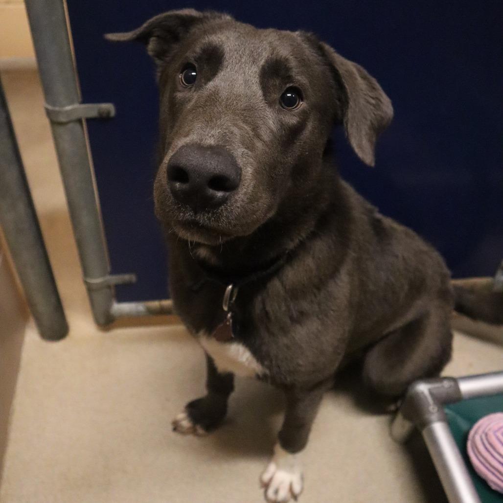 Enlarge Nash, a Adoptable Mixed Breed in Waukesha, WI image 1/1