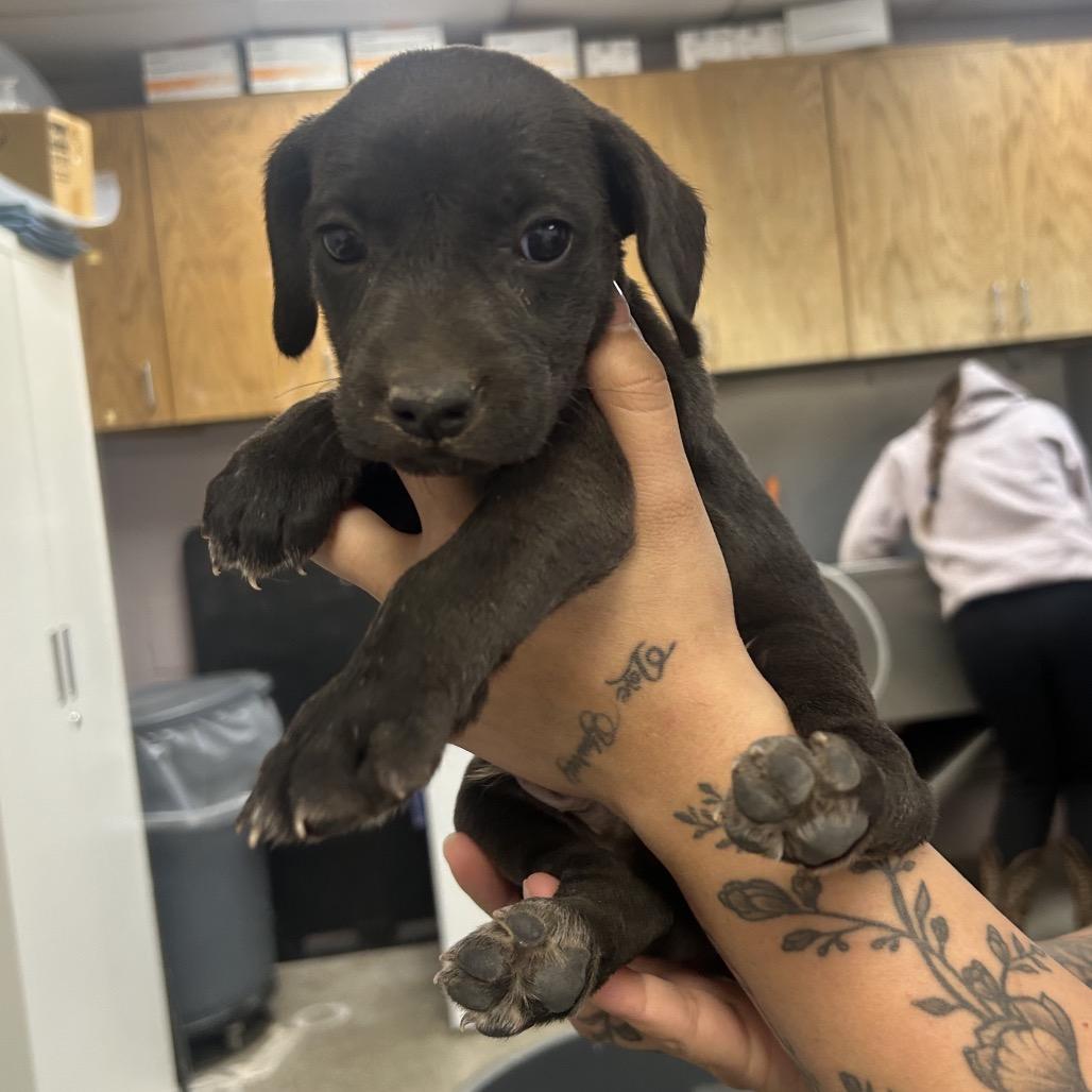 Americano, Adoptable, Puppy Male Hound.