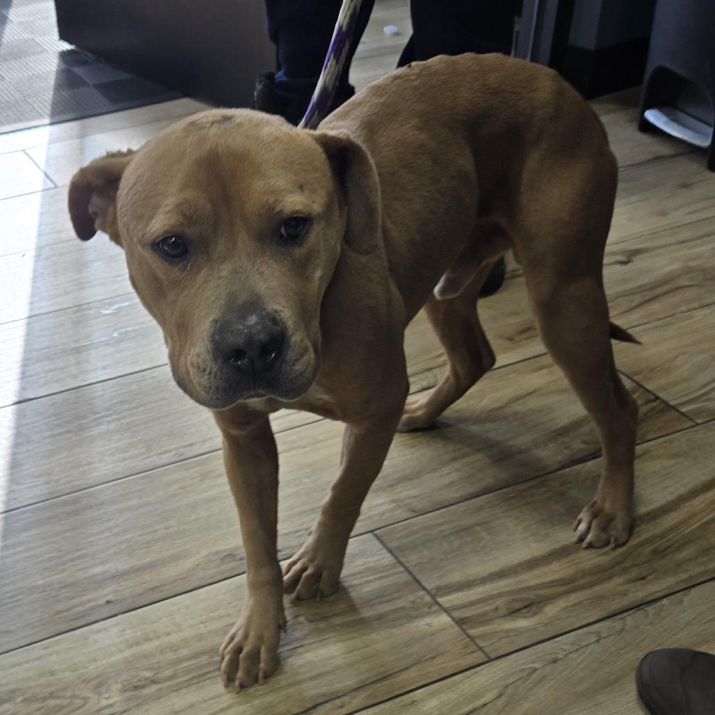 Enlarge Tatin, a Adoptable Pit Bull Terrier in Newark, NJ image 1/1