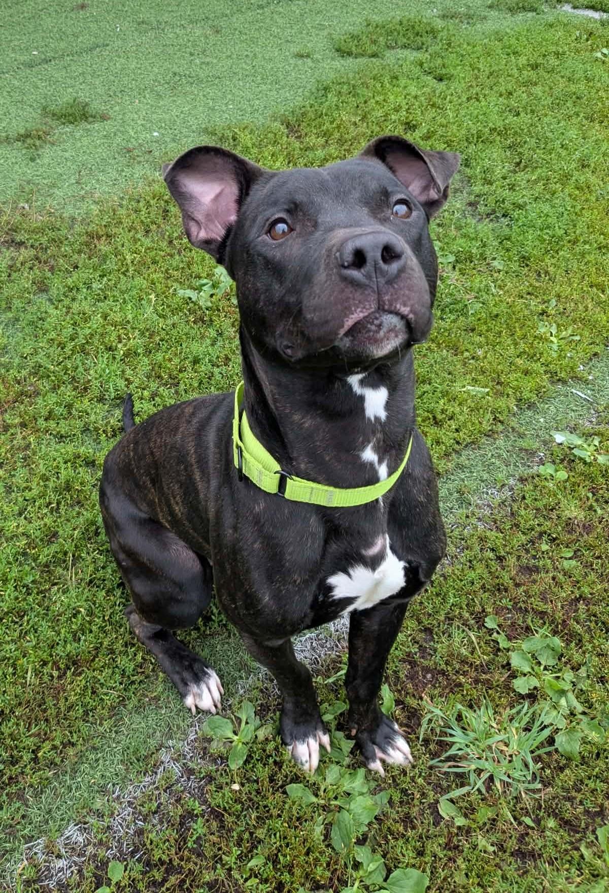 Enlarge Hammer, a Adoptable mixed breed in Hornell, NY image 2/3