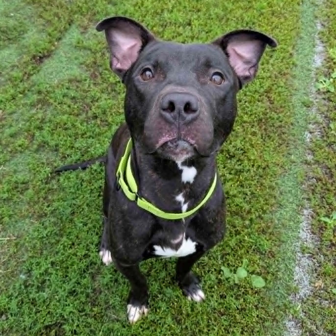 Hammer, Adoptable, Young Male Mixed Breed.