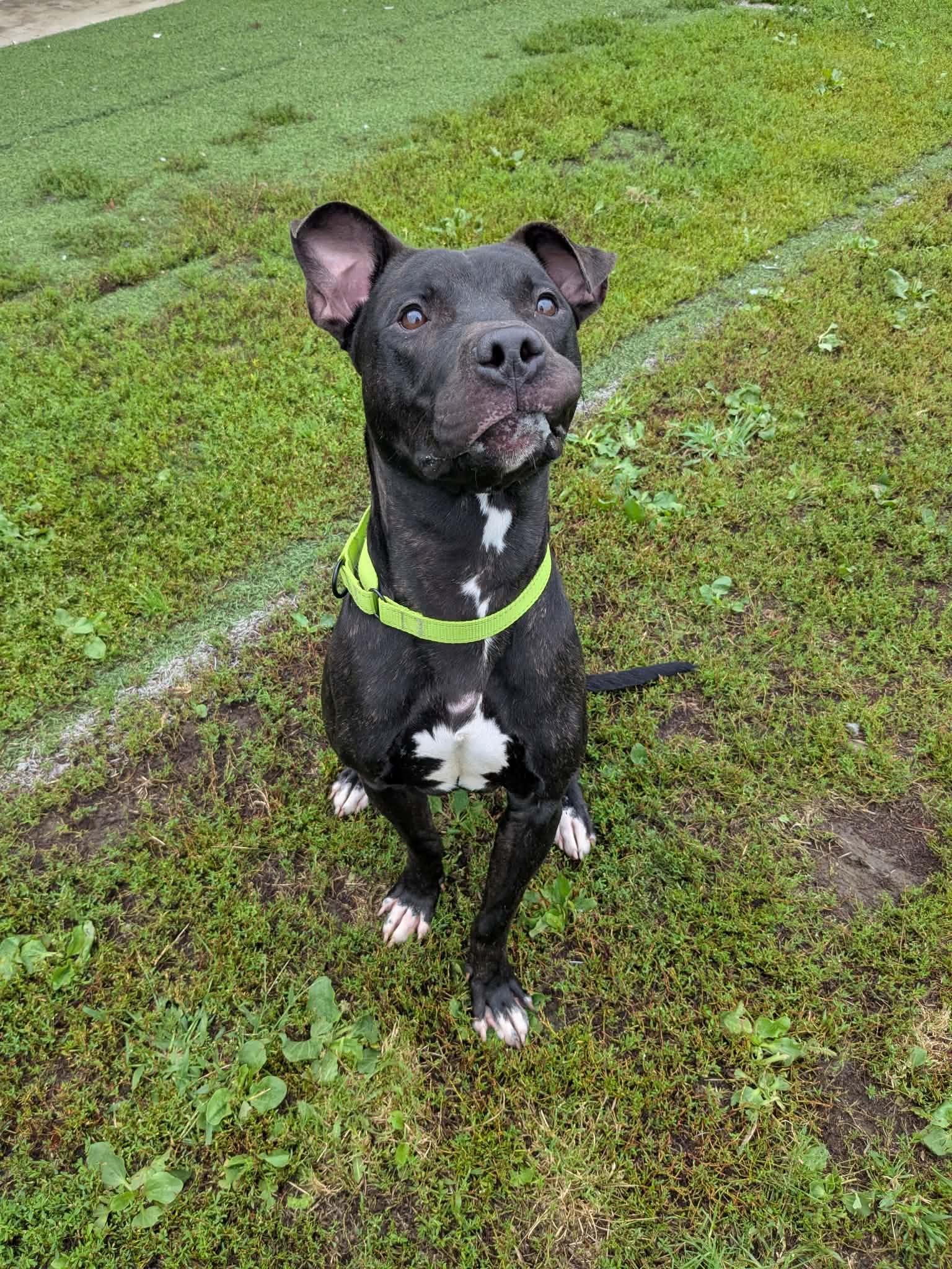 Enlarge Hammer, a Adoptable mixed breed in Hornell, NY image 3/3