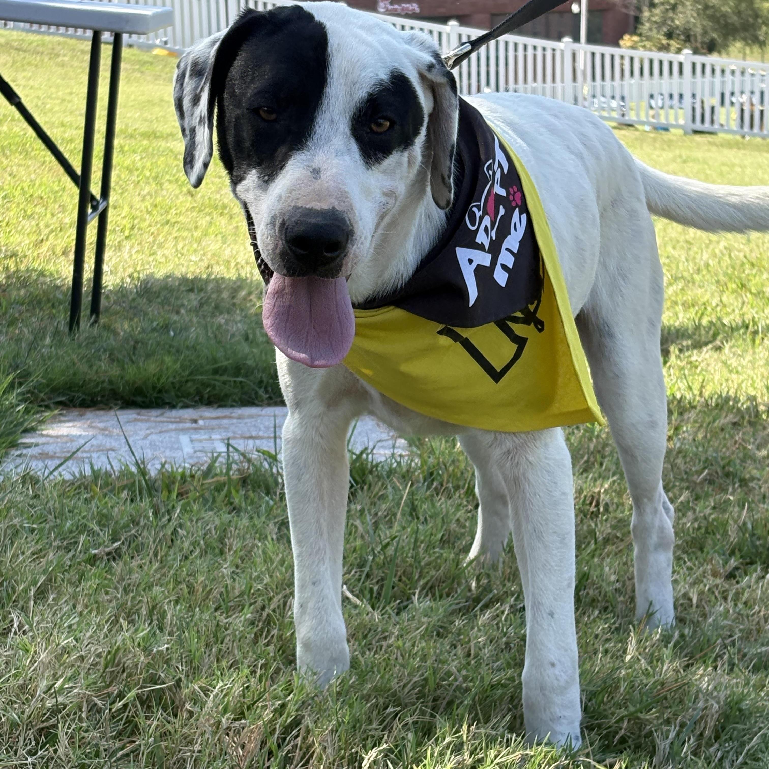 Connelly, a Adoptable mixed breed in Murray, KY image 1/5