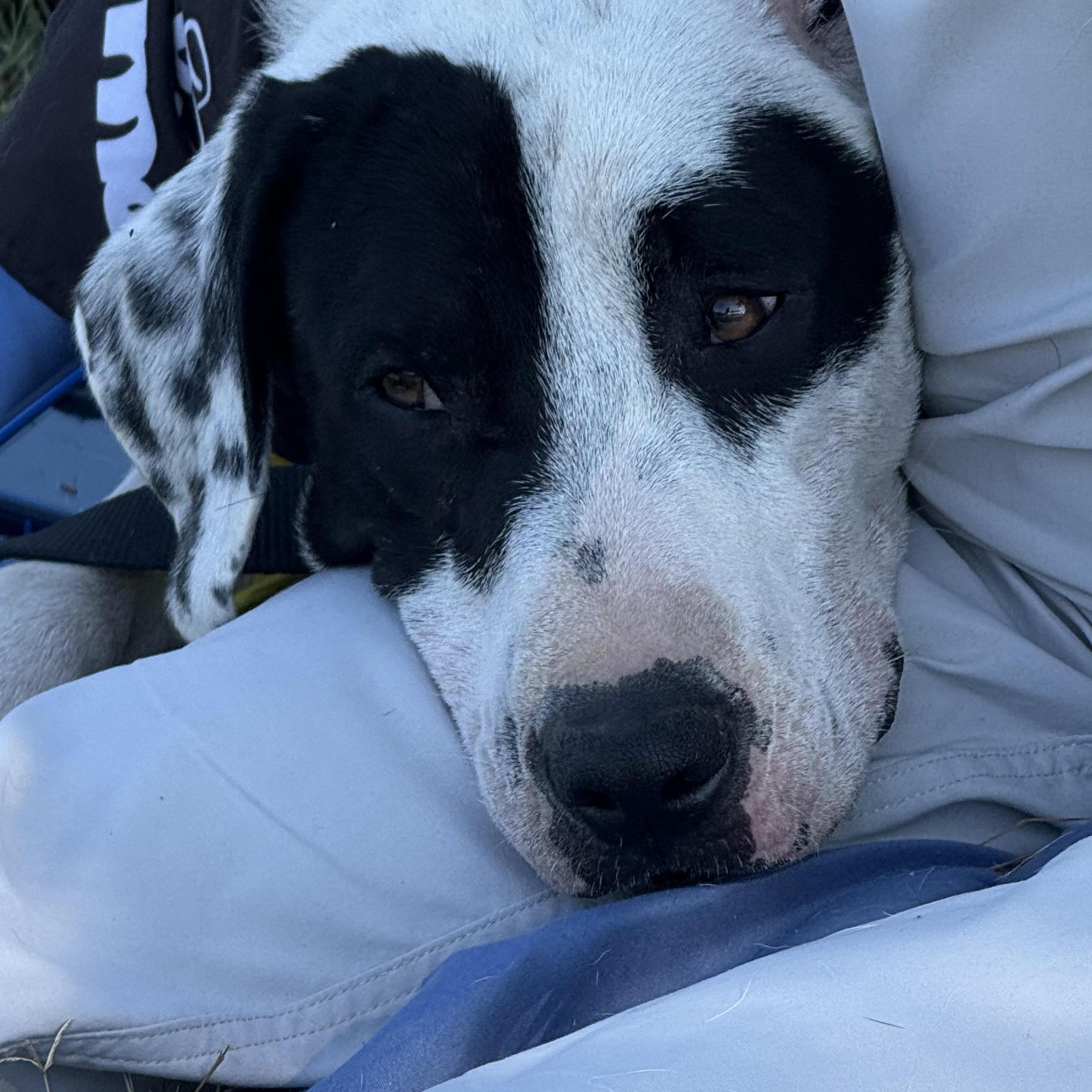 Connelly, Adoptable, Young Male Cattle Dog.