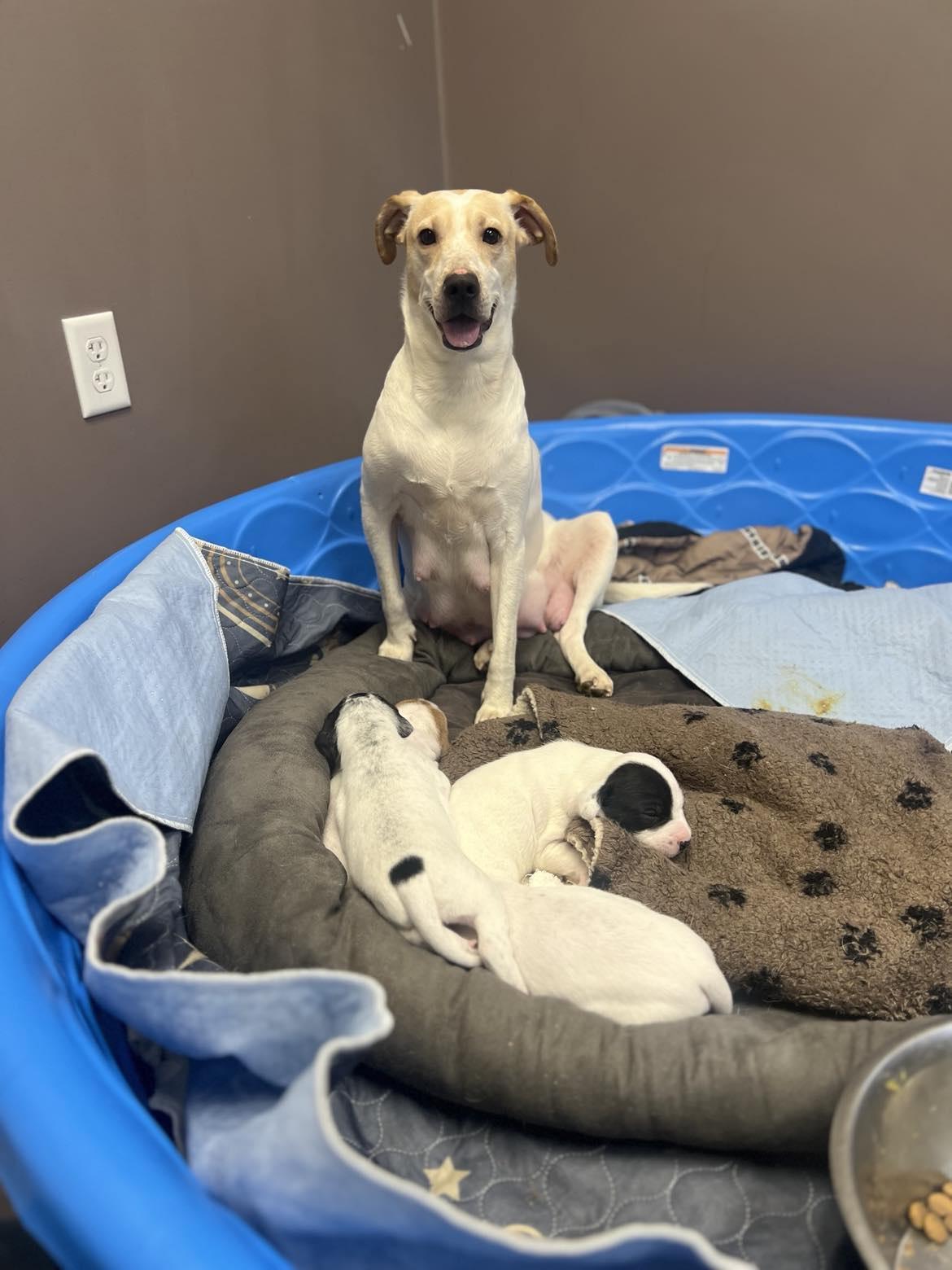 Connelly, a Adoptable mixed breed in Murray, KY image 5/5