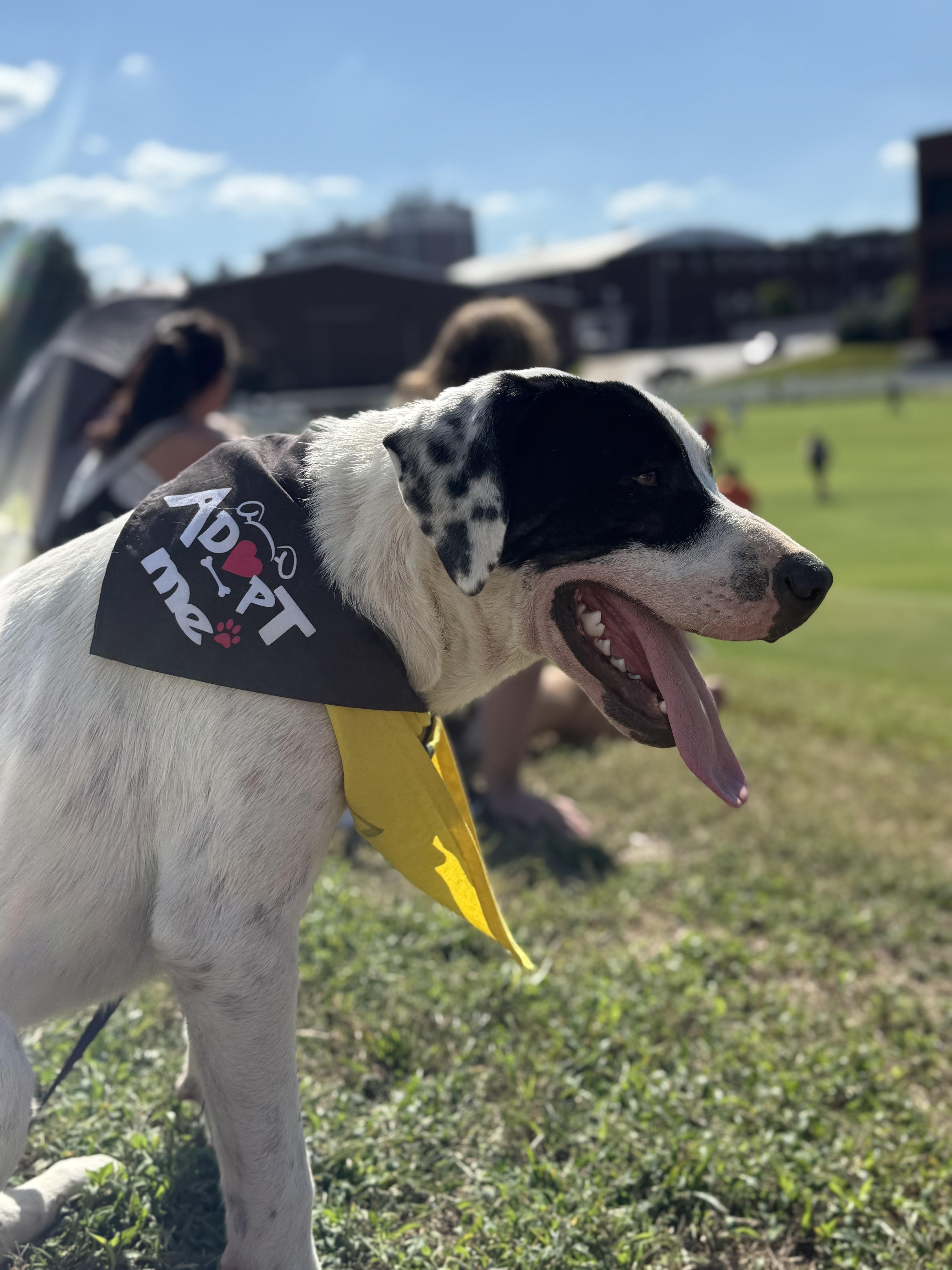 Connelly, a Adoptable mixed breed in Murray, KY image 2/5