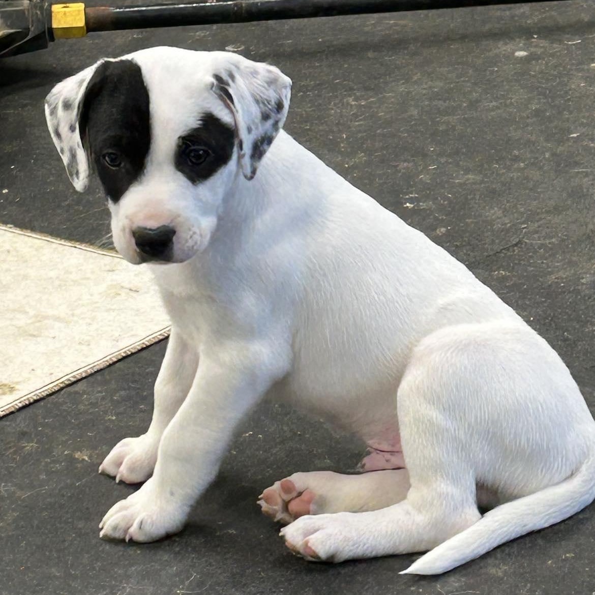Connelly, a Adoptable mixed breed in Murray, KY image 4/5